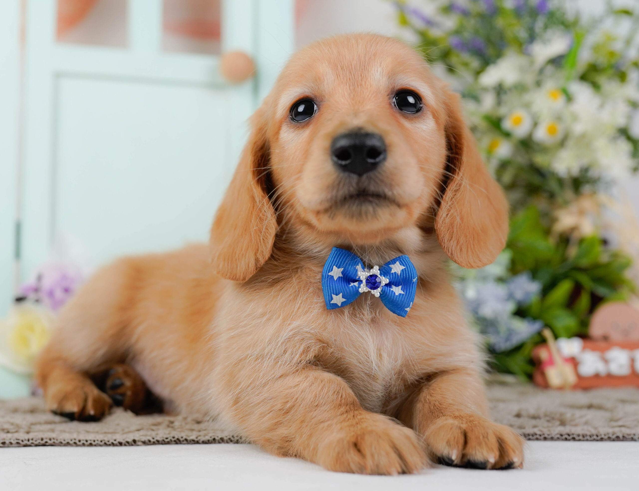 ミニチュア・ダックスフンド(ロング) | 男の子 | ゴールド | 2026年1月10日