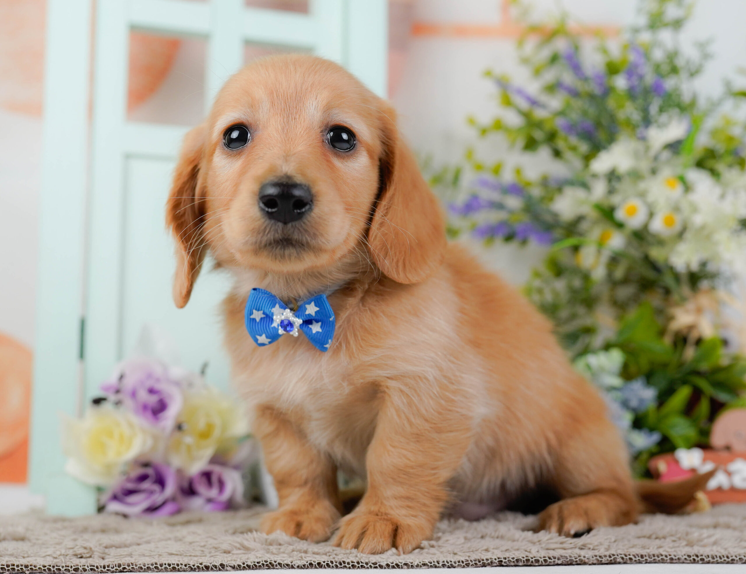 ミニチュア・ダックスフンド(ロング) | 男の子 | ゴールド | 2026年1月10日