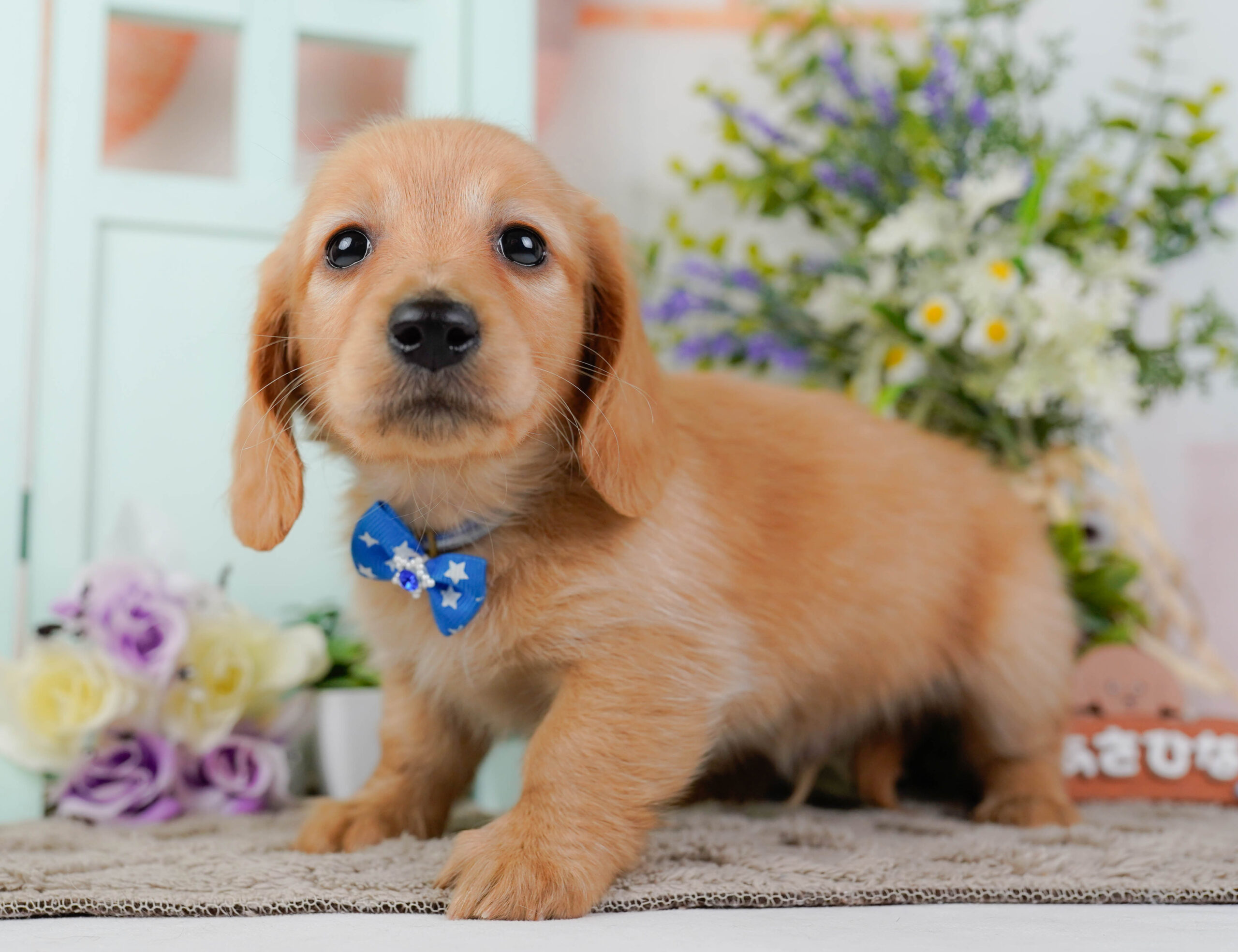 ミニチュア・ダックスフンド(ロング) | 男の子 | ゴールド | 2026年1月10日