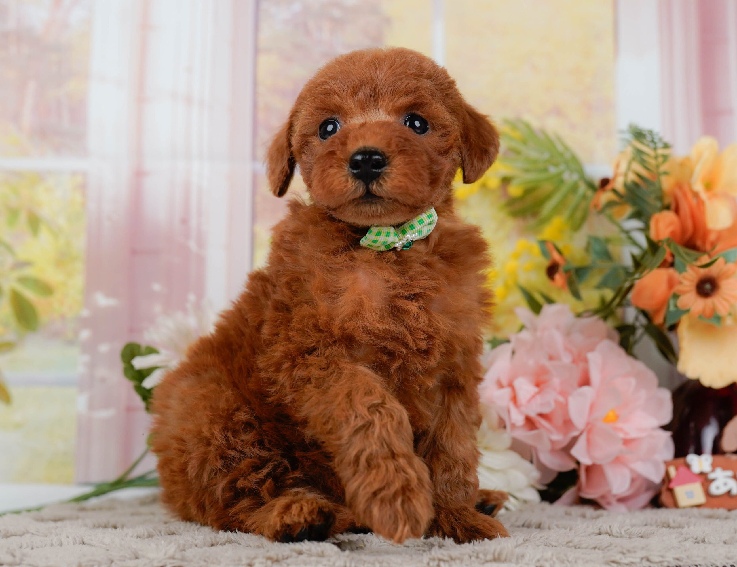 トイ・プードル | 男の子 | レッド | 2026年1月10日