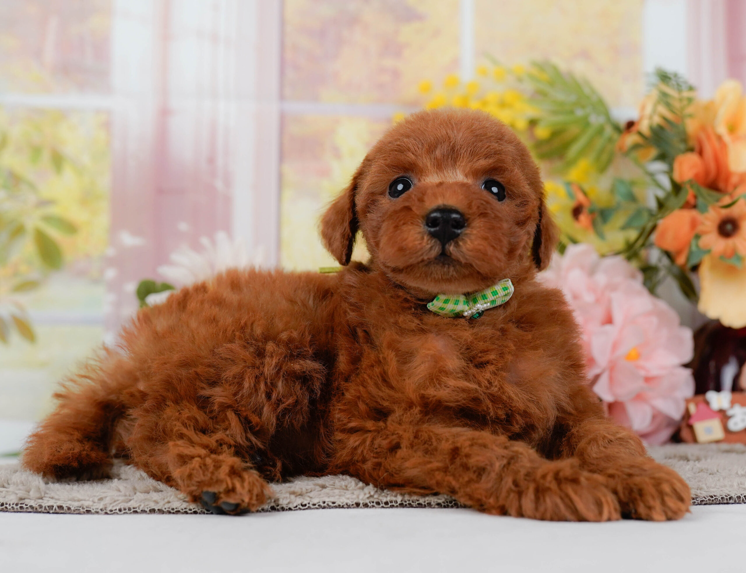 トイ・プードル | 男の子 | レッド | 2026年1月10日