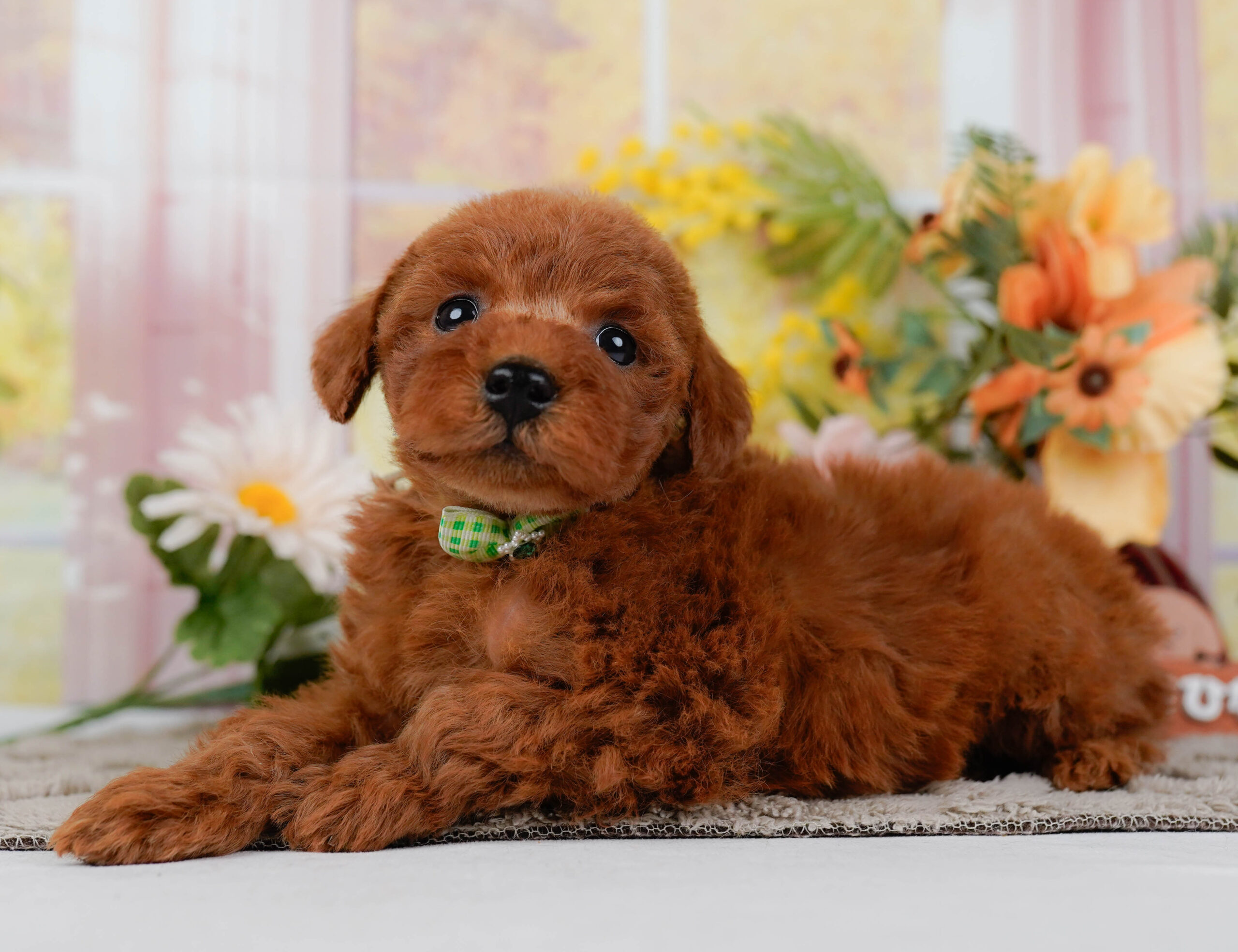 トイ・プードル | 男の子 | レッド | 2026年1月10日