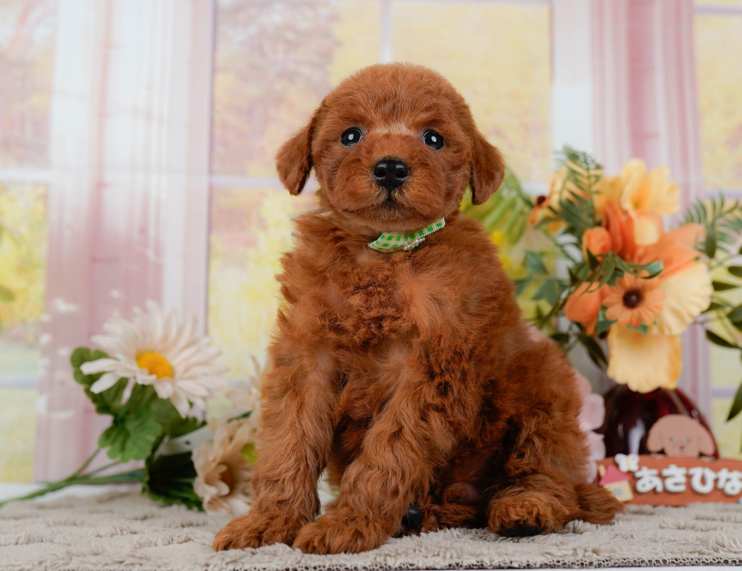 トイ・プードル | 男の子 | レッド | 2026年1月10日