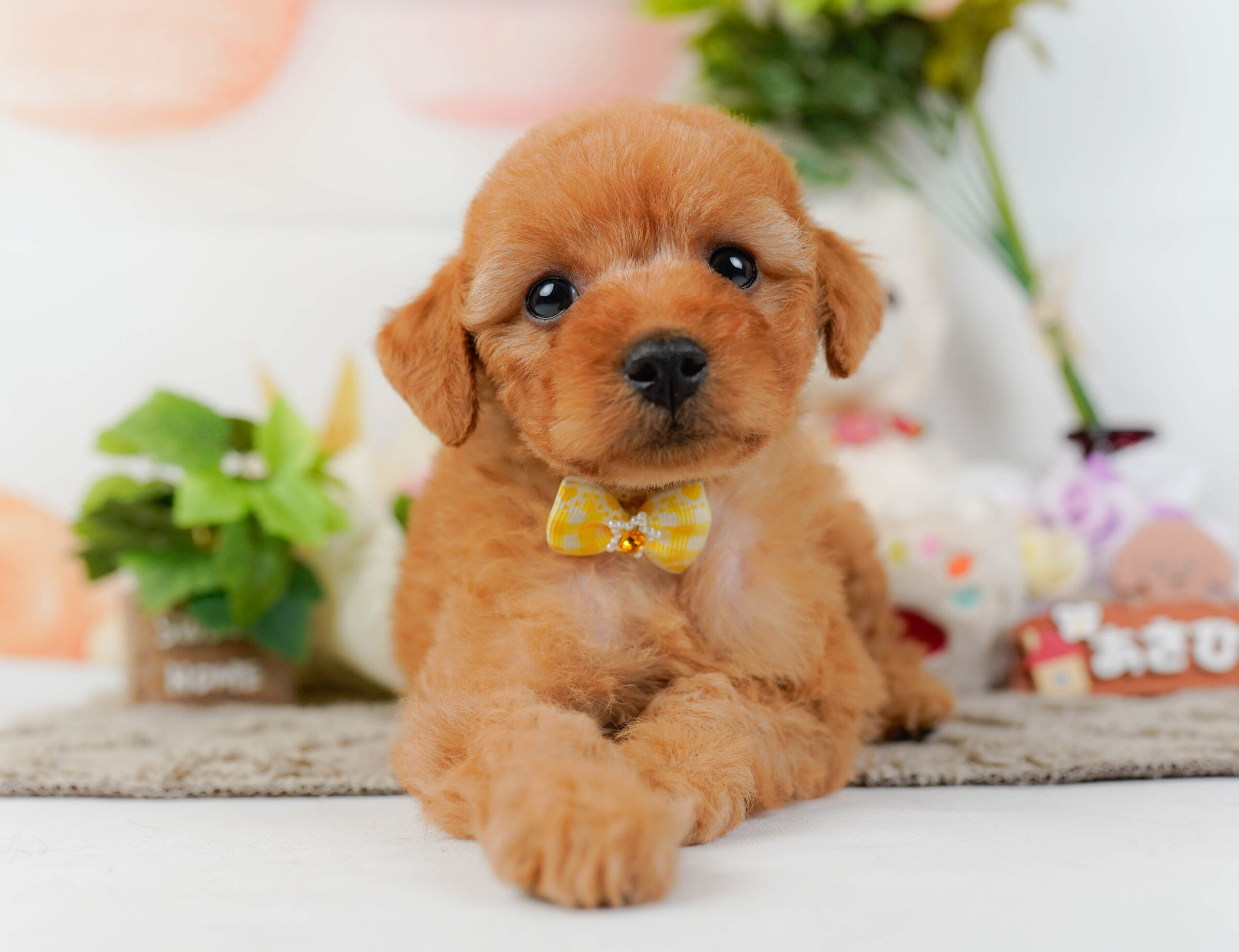 トイ・プードル | 女の子 | レッド | 2026年1月10日