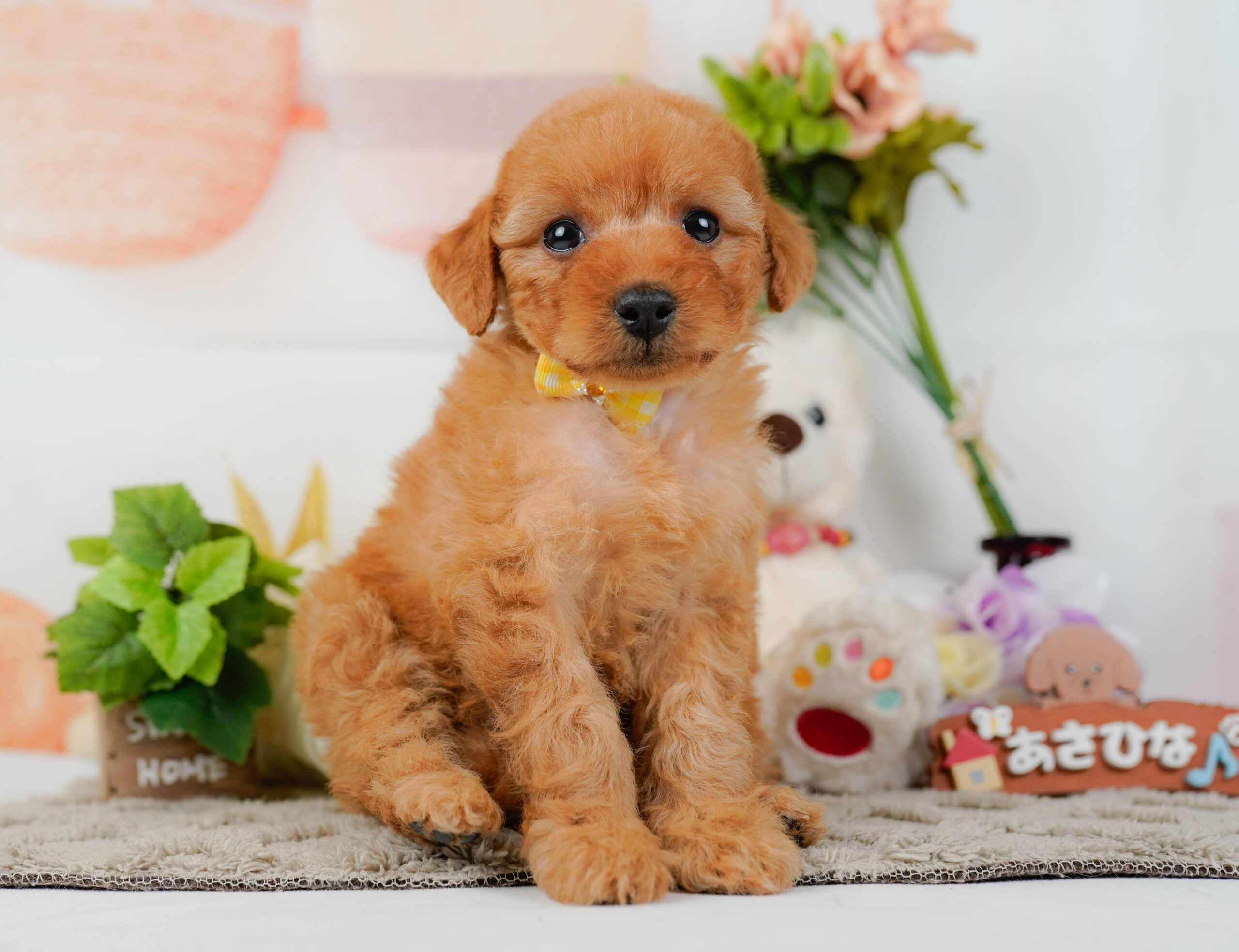 トイ・プードル | 女の子 | レッド | 2026年1月10日