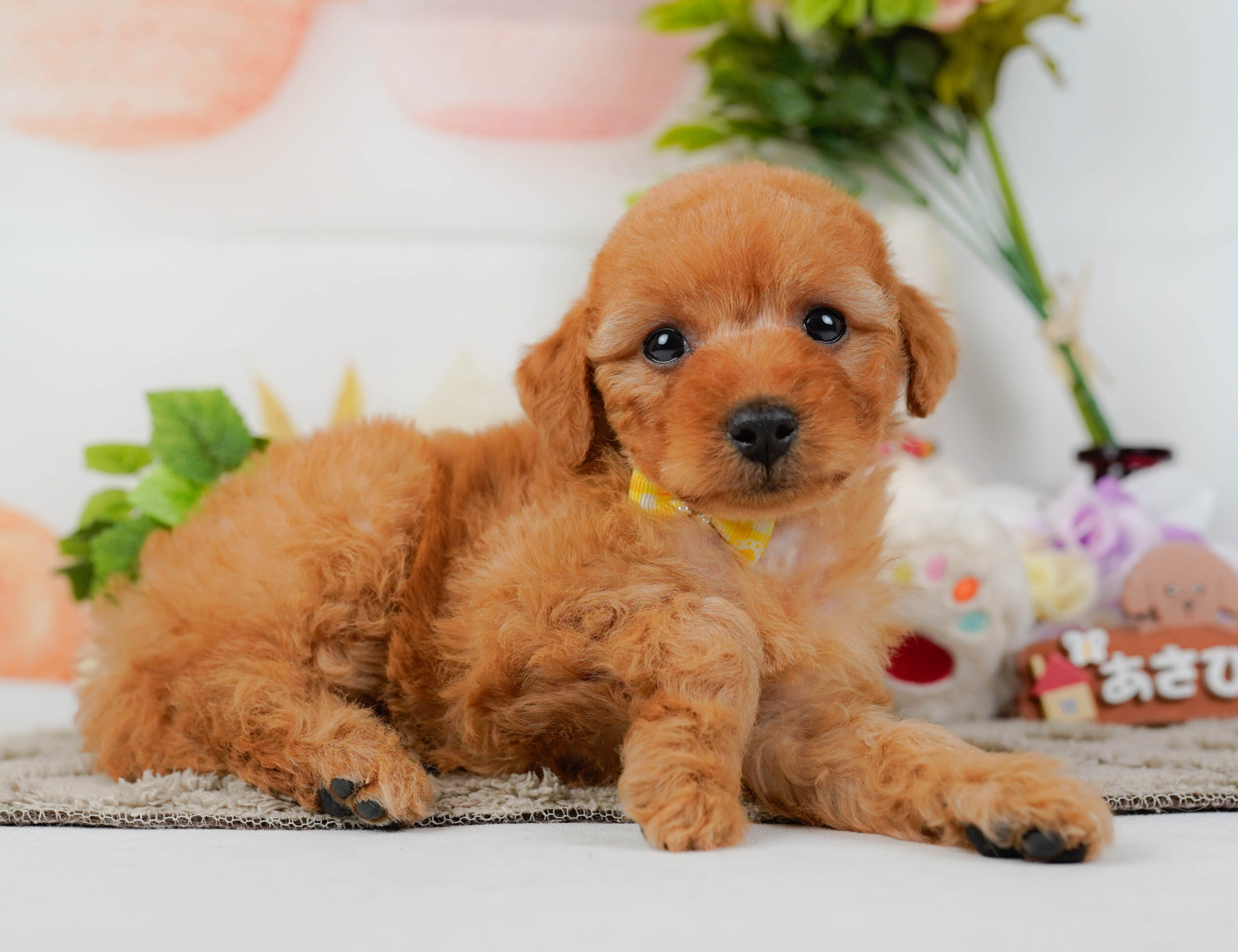 トイ・プードル | 女の子 | レッド | 2026年1月10日