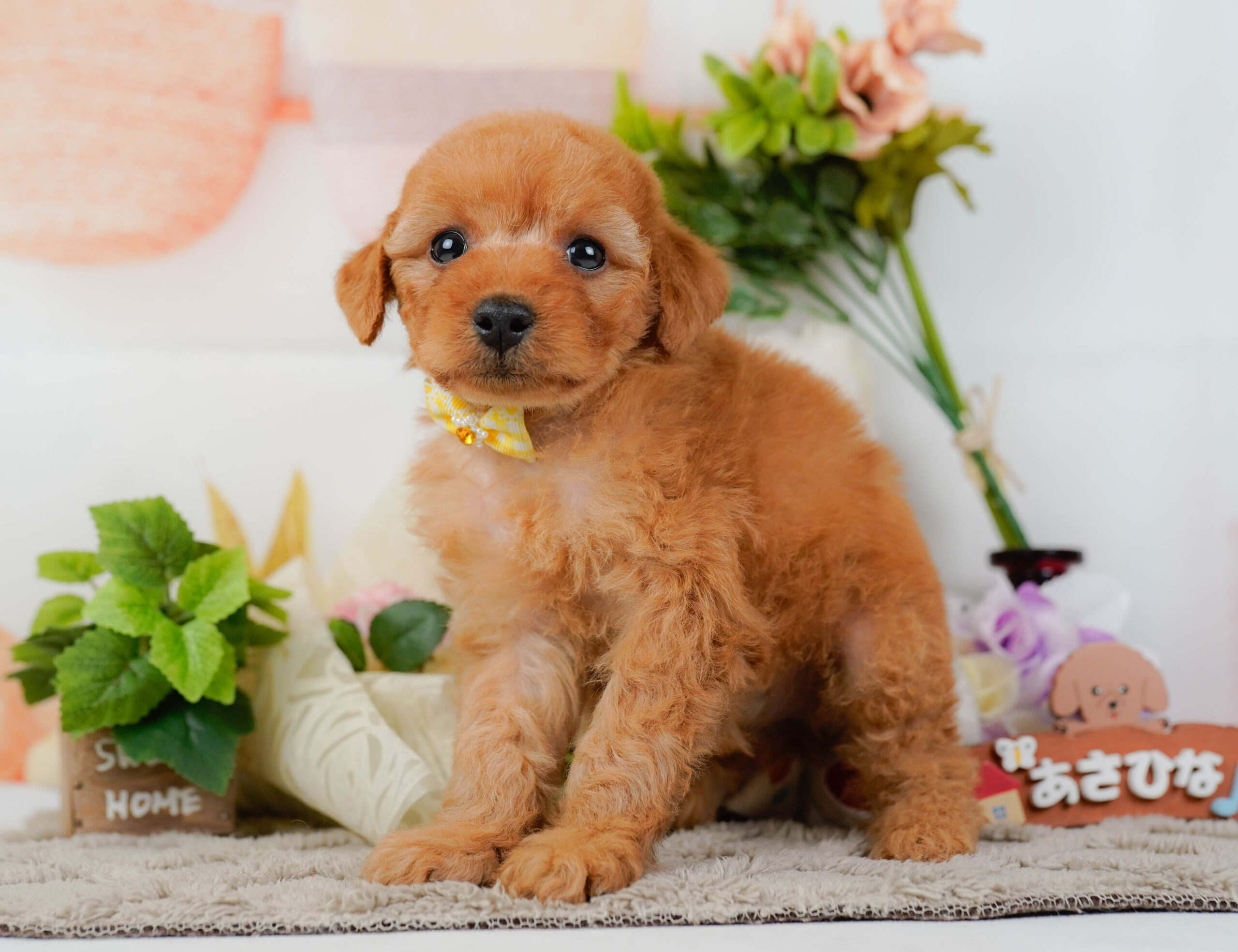 トイ・プードル | 女の子 | レッド | 2026年1月10日