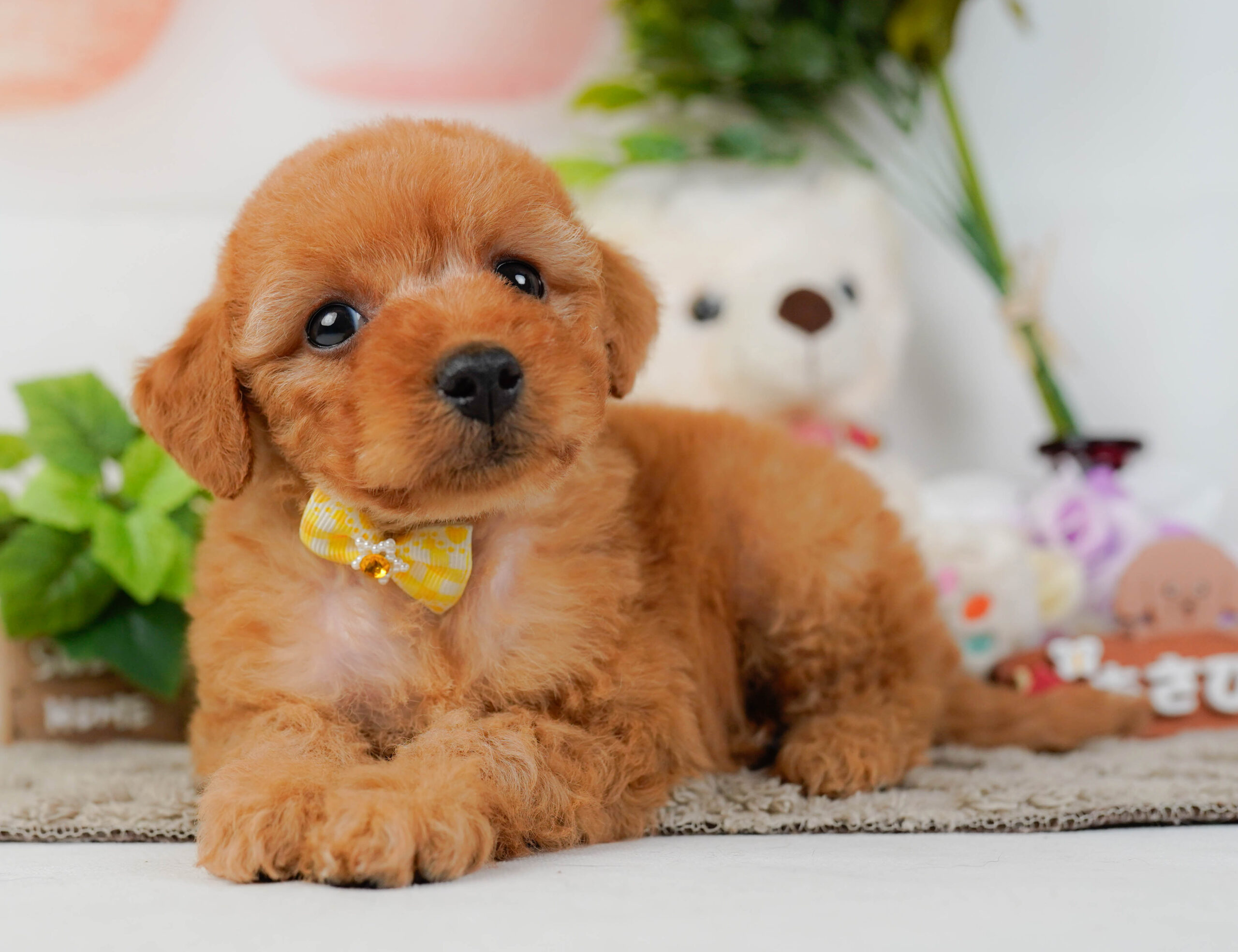 トイ・プードル | 女の子 | レッド | 2026年1月10日