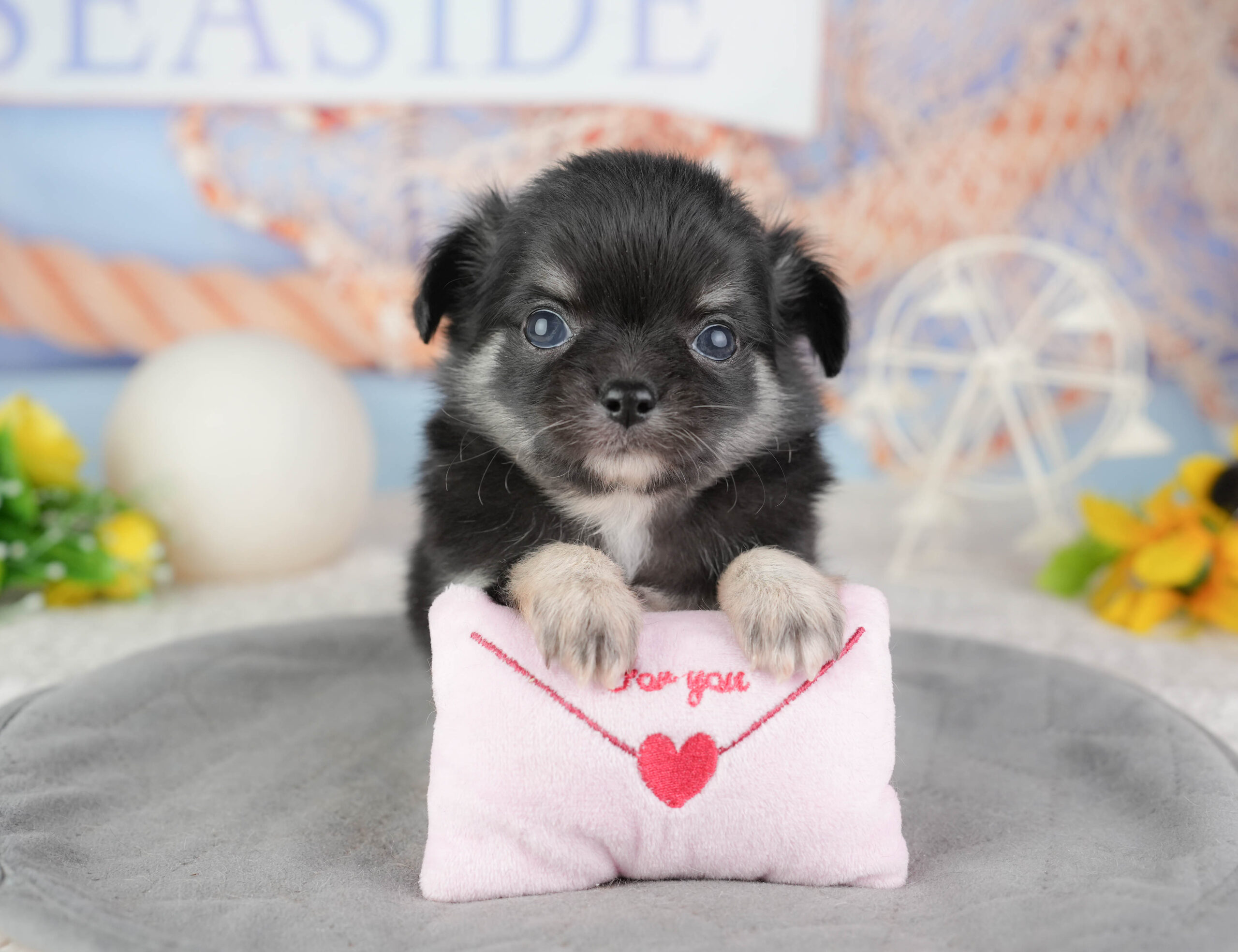 チワワ(ロング) | 男の子 | ブラックタン&ホワイト | 2026年1月10日