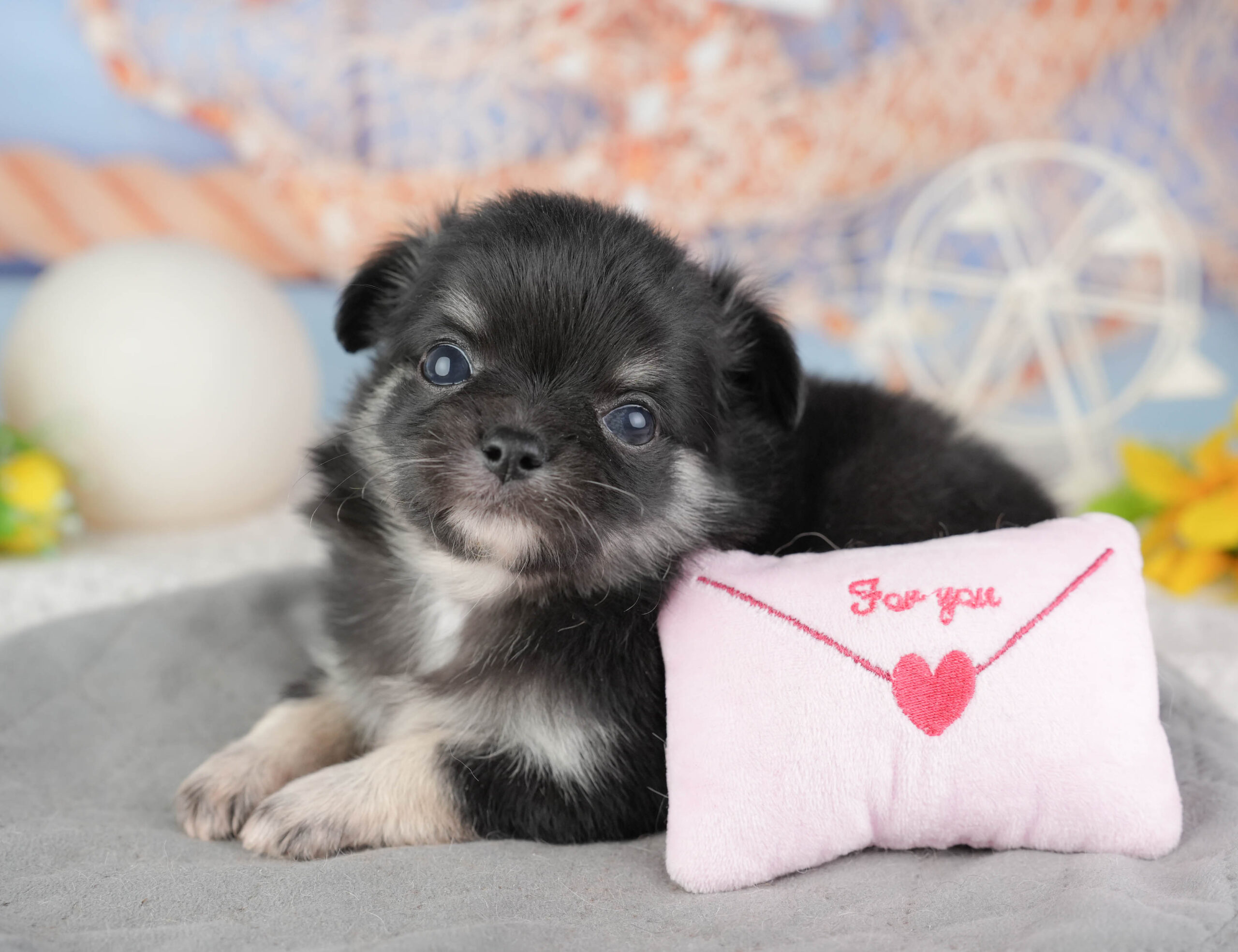 チワワ(ロング) | 男の子 | ブラックタン&ホワイト | 2026年1月10日