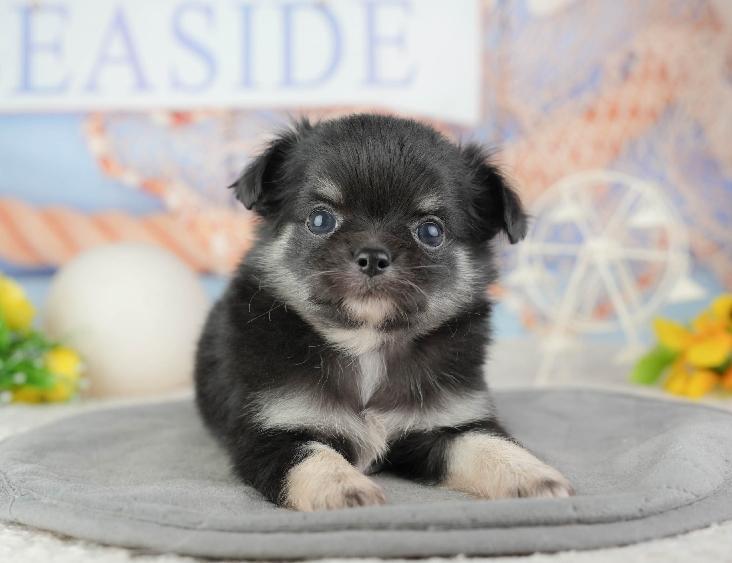 チワワ(ロング) | 男の子 | ブラックタン&ホワイト | 2026年1月10日