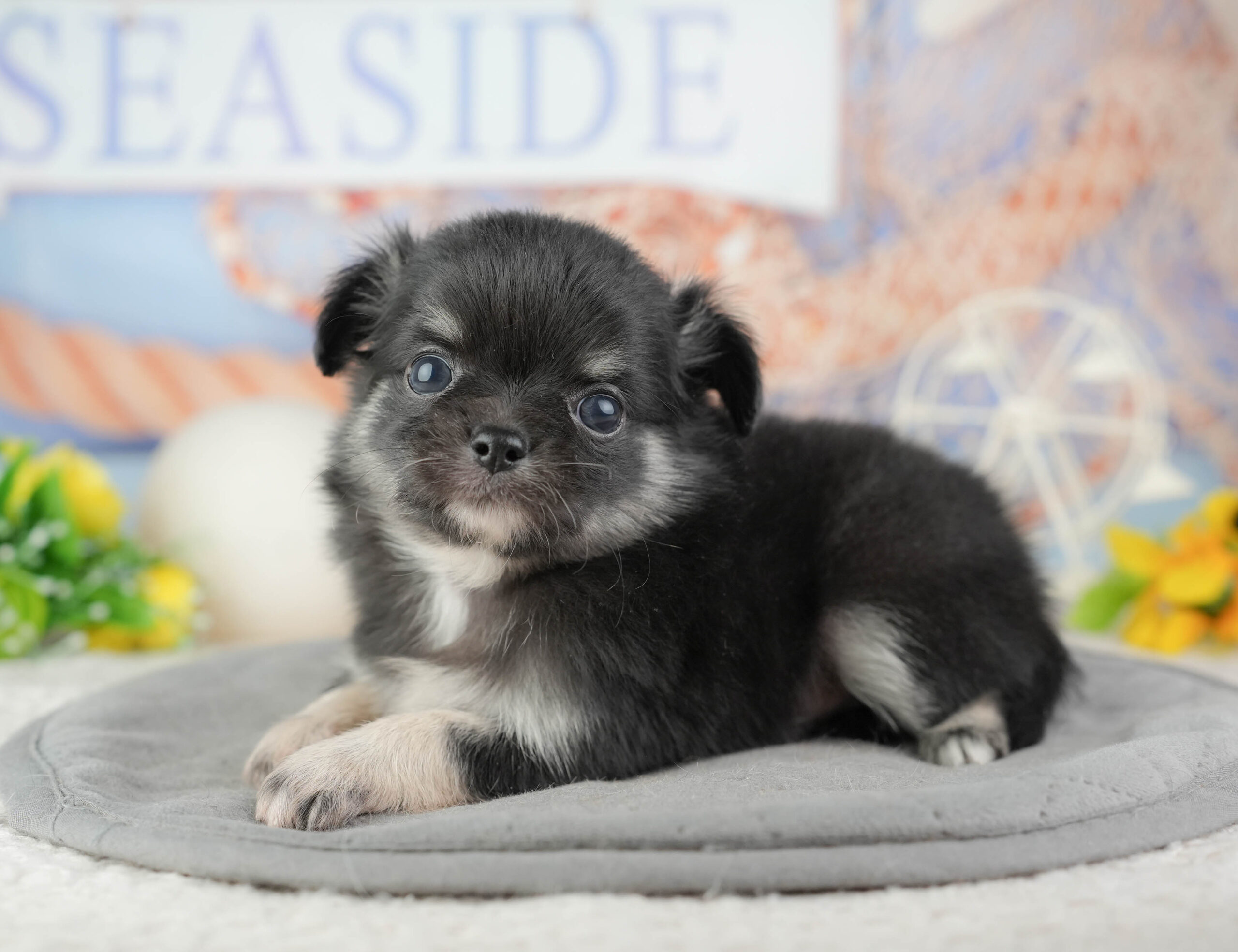 チワワ(ロング) | 男の子 | ブラックタン&ホワイト | 2026年1月10日