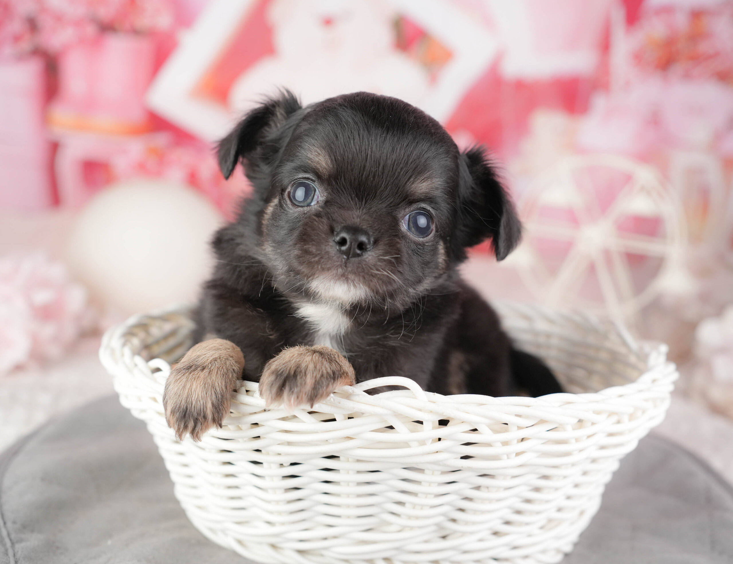 チワワ(ロング) | 男の子 | ブラックタン&ホワイト | 2026年1月10日