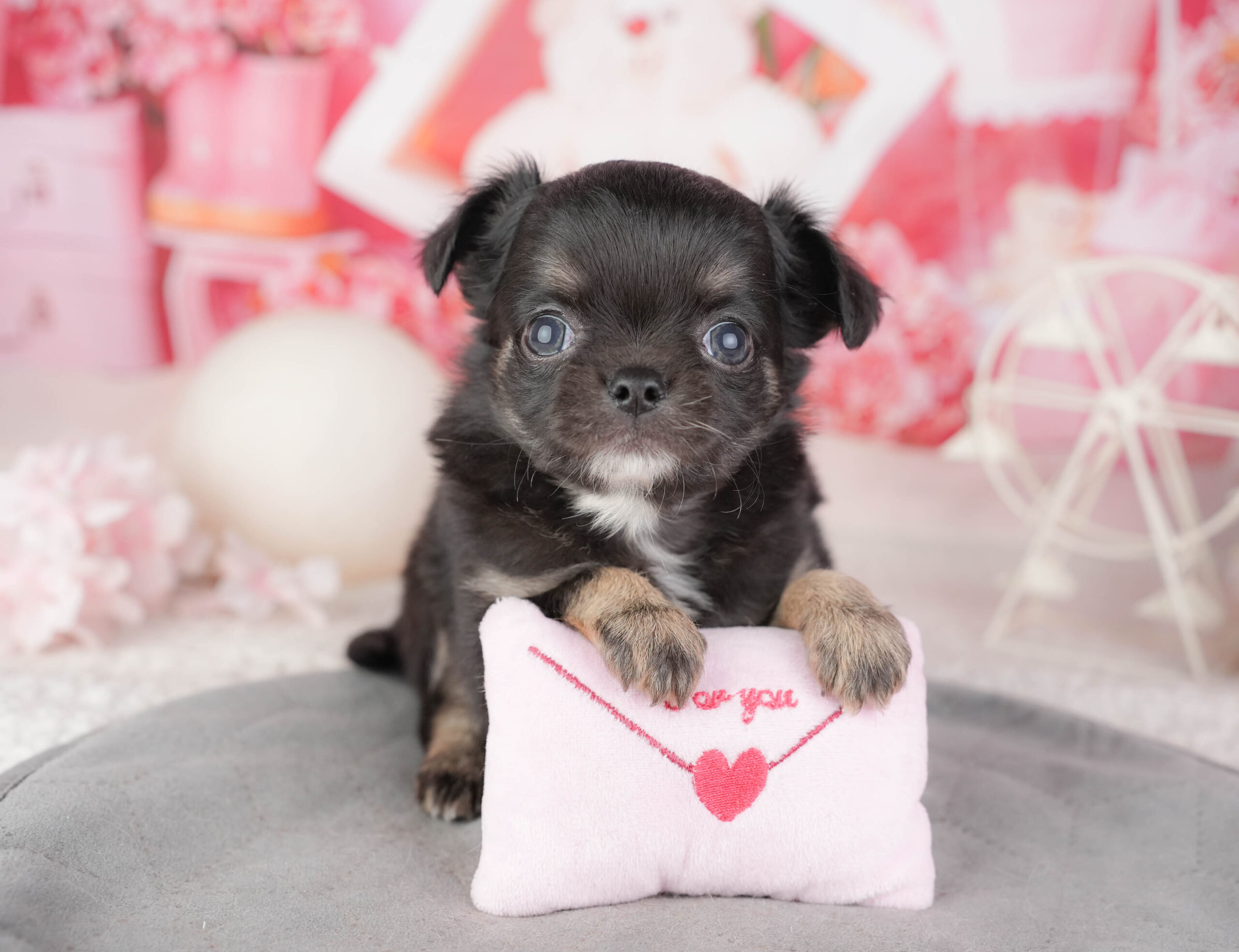 チワワ(ロング) | 男の子 | ブラックタン&ホワイト | 2026年1月10日