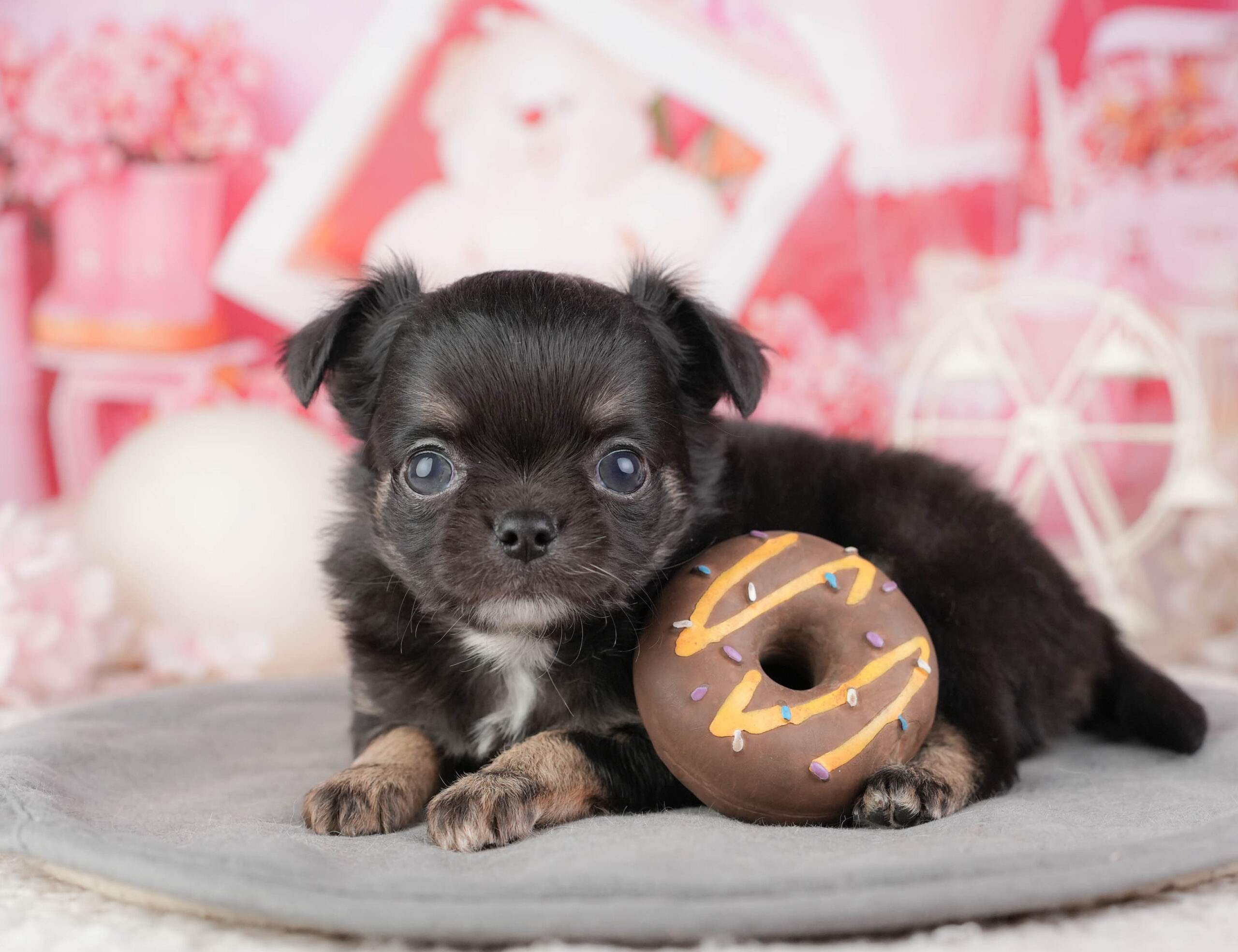 チワワ(ロング) | 男の子 | ブラックタン&ホワイト | 2026年1月10日