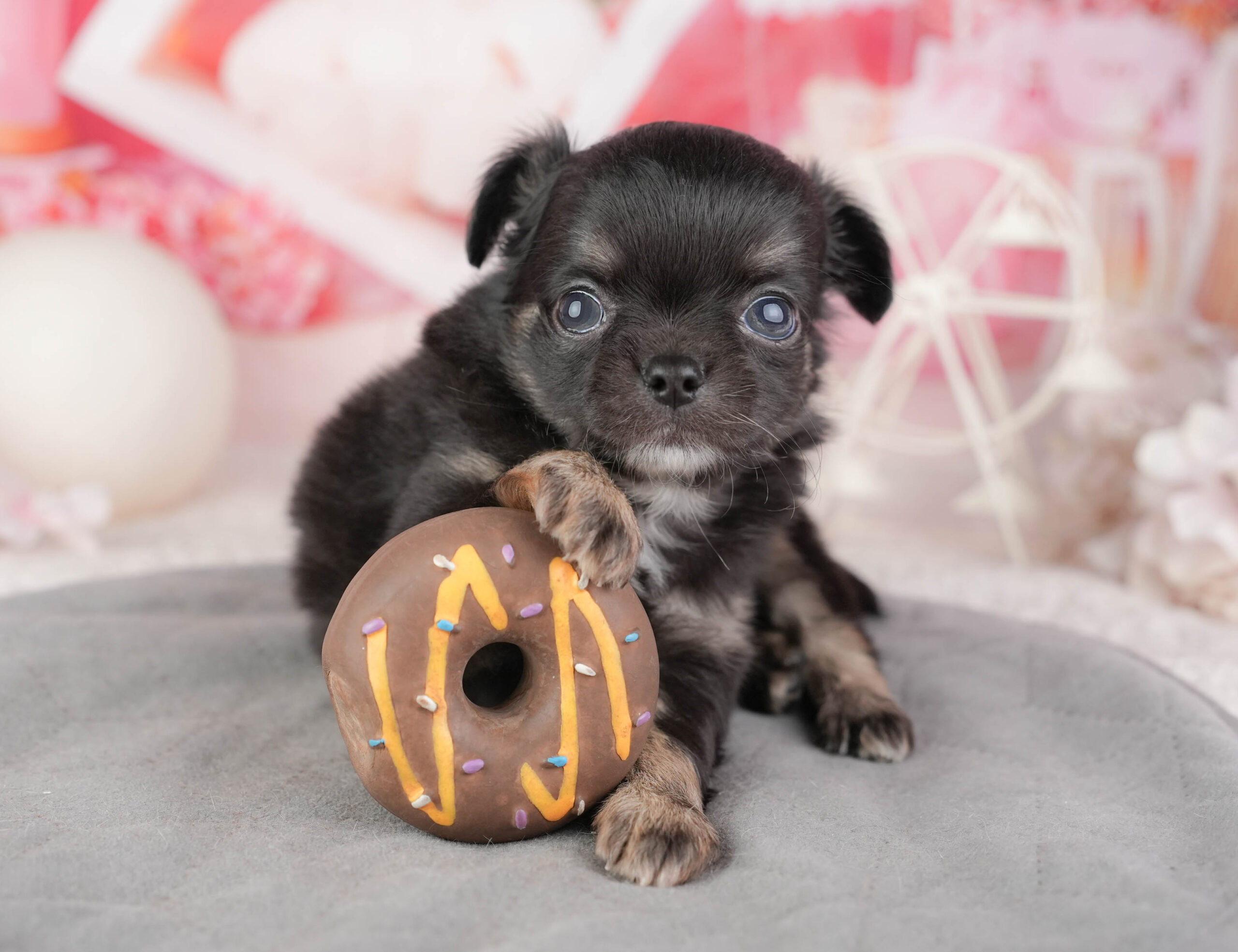 チワワ(ロング) | 男の子 | ブラックタン&ホワイト | 2026年1月10日