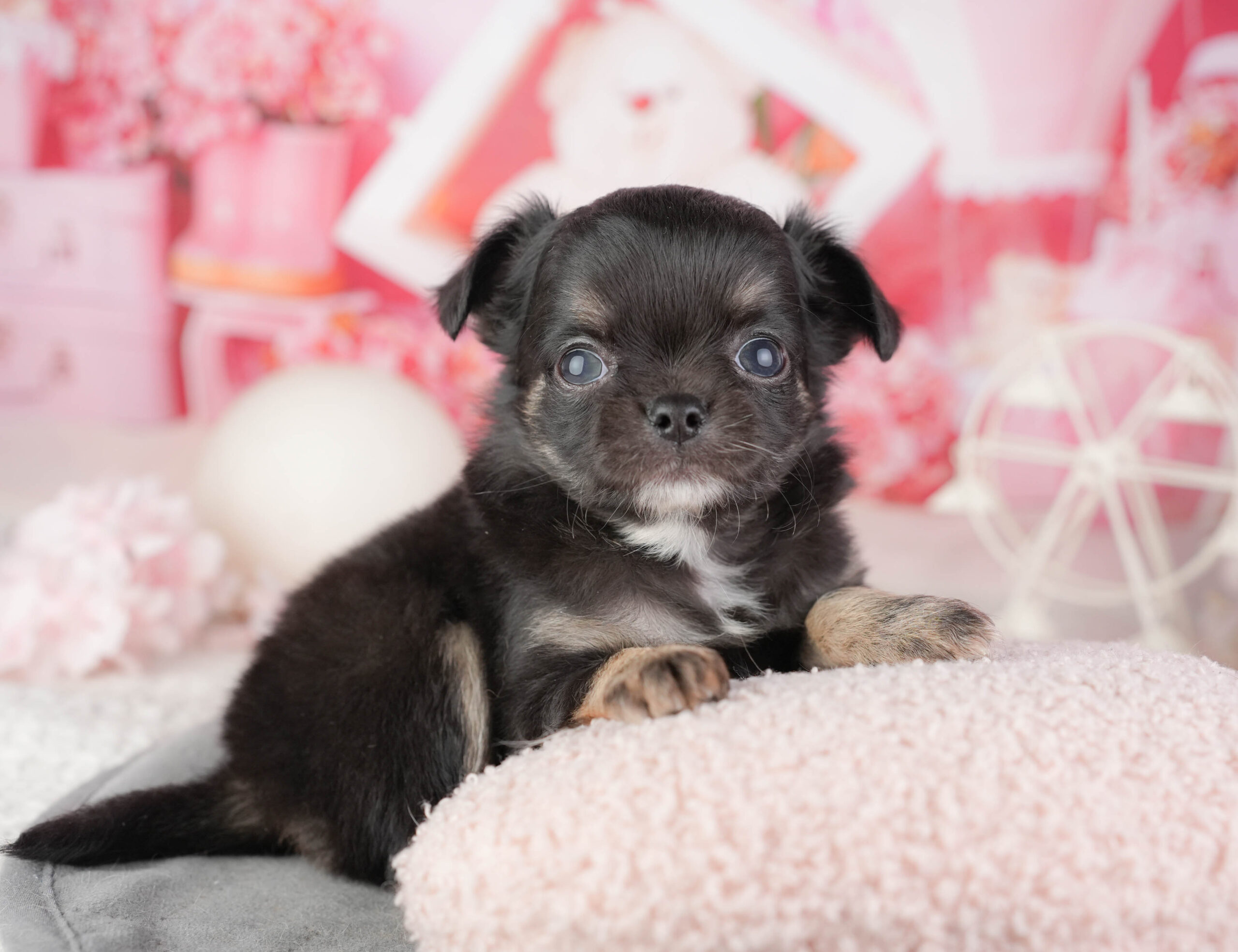 チワワ(ロング) | 男の子 | ブラックタン&ホワイト | 2026年1月10日