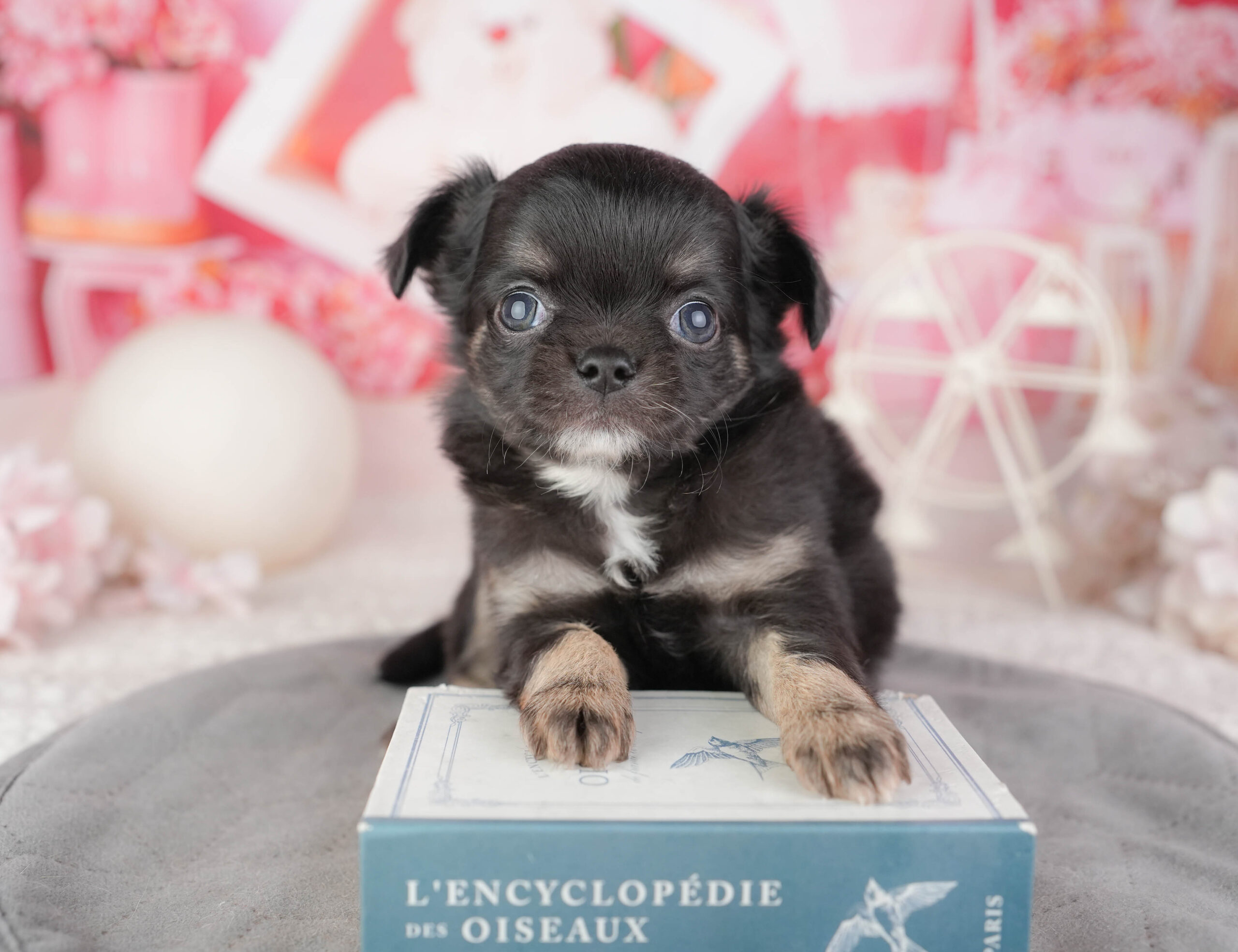 チワワ(ロング) | 男の子 | ブラックタン&ホワイト | 2026年1月10日