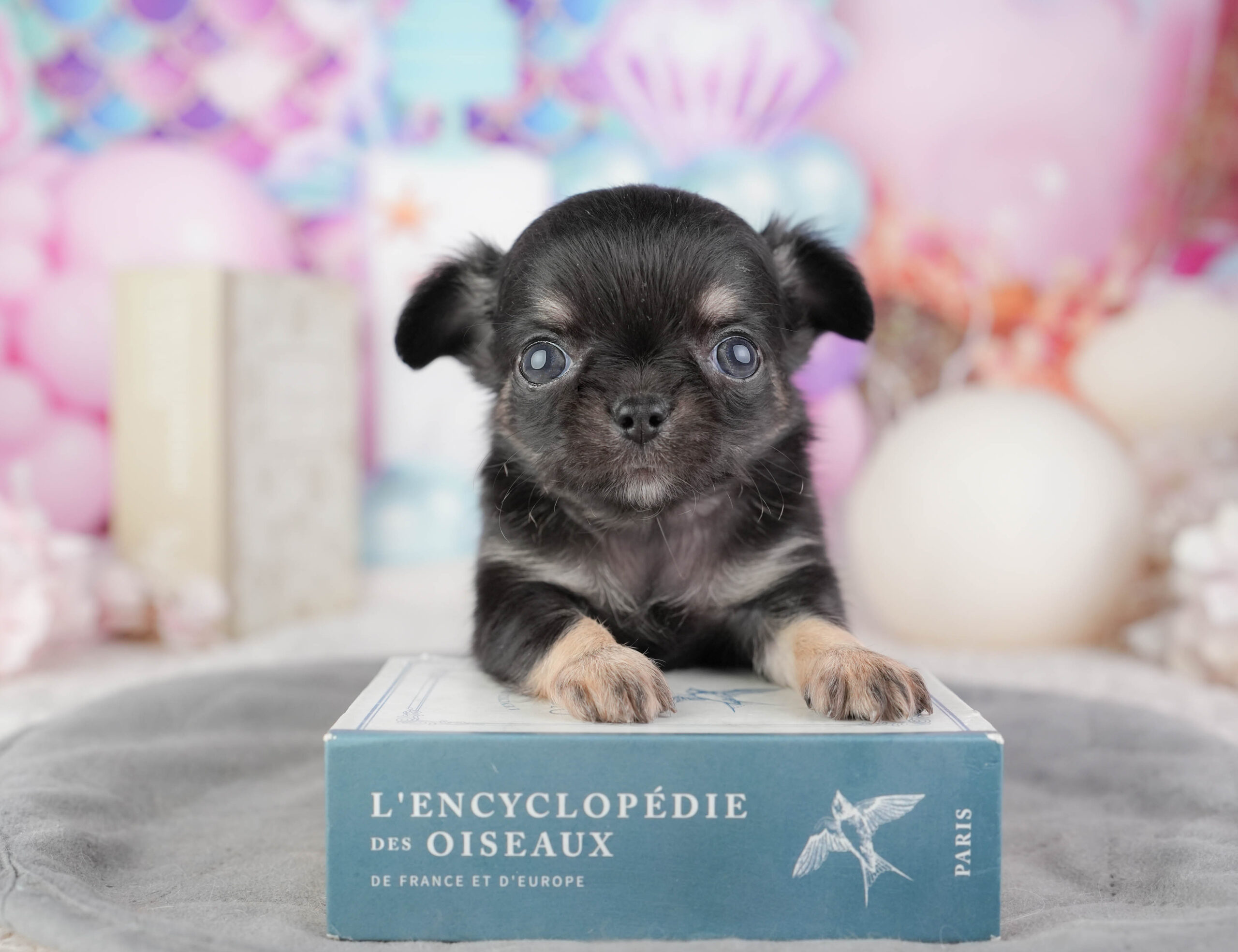 チワワ(ロング) | 男の子 | ブラックタン&ホワイト | 2026年1月10日