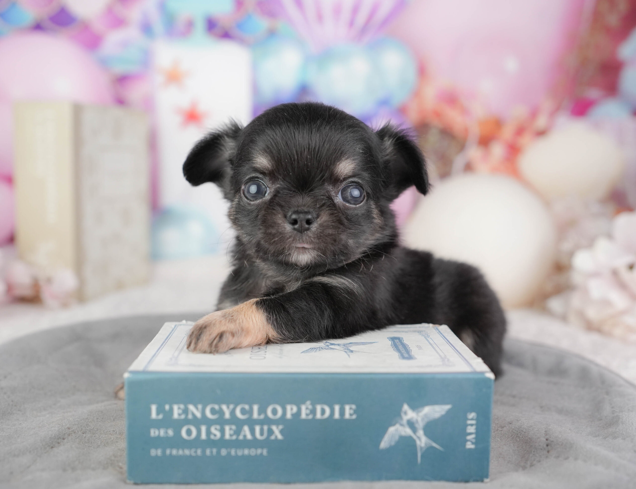 チワワ(ロング) | 男の子 | ブラックタン&ホワイト | 2026年1月10日