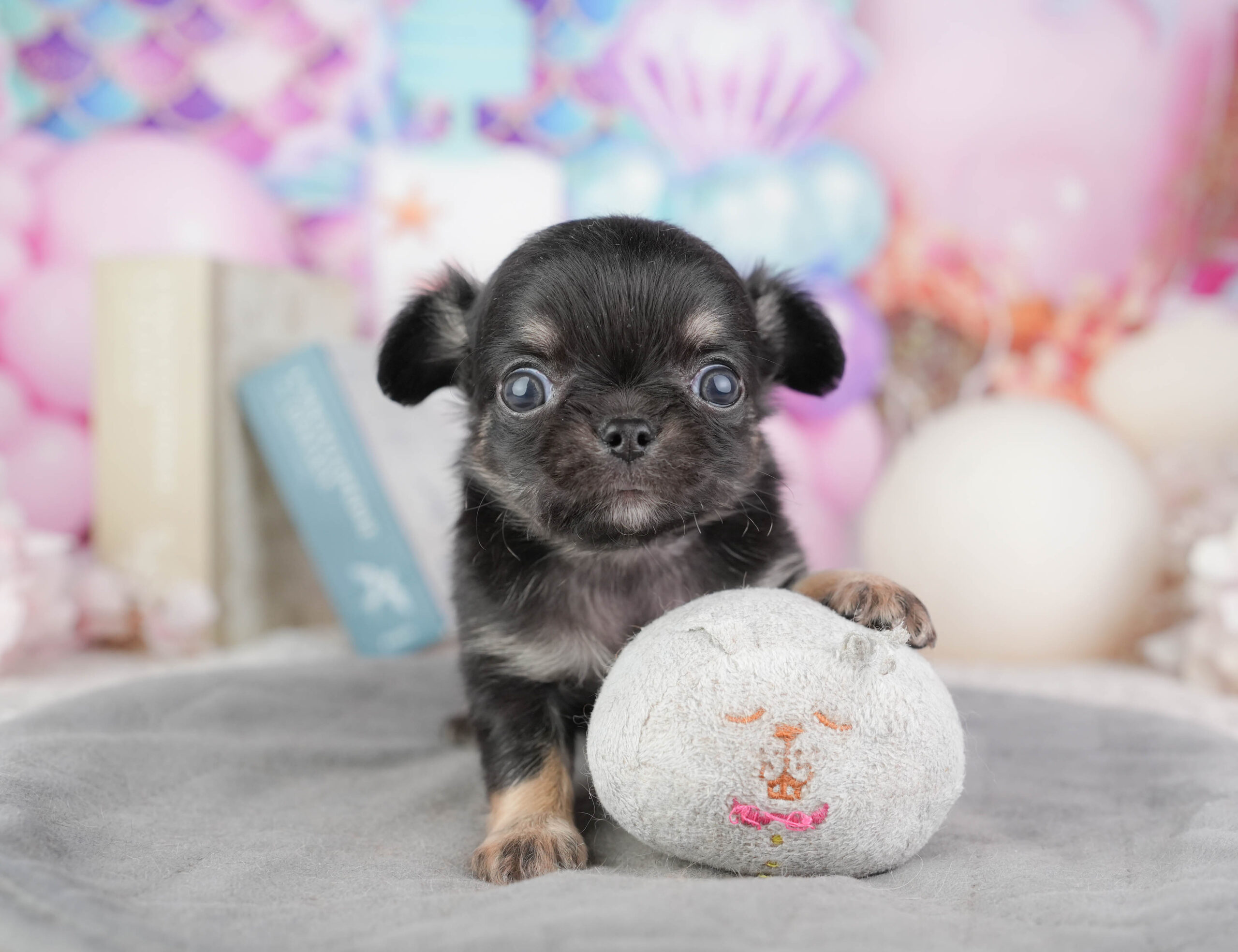 チワワ(ロング) | 男の子 | ブラックタン&ホワイト | 2026年1月10日