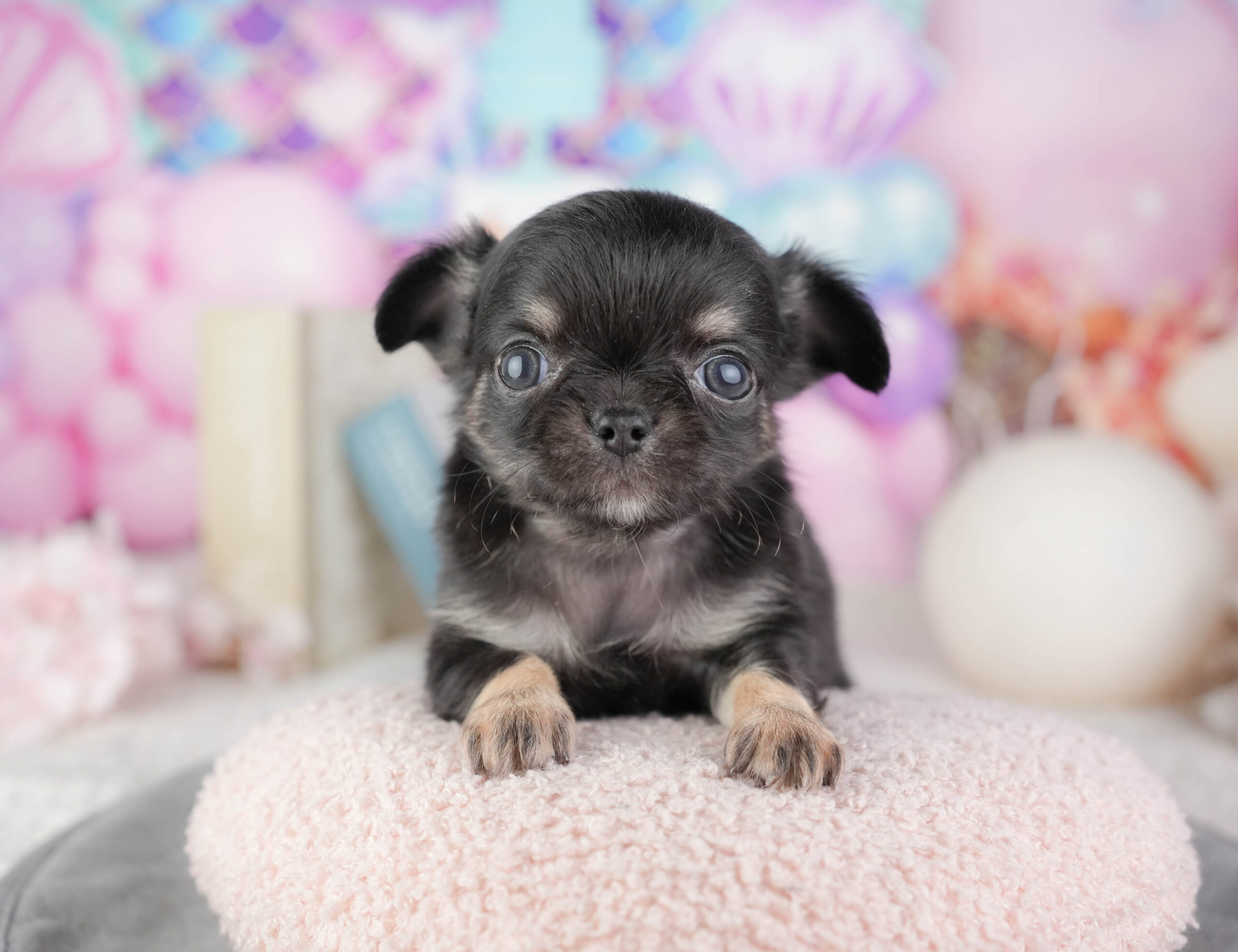 チワワ(ロング) | 男の子 | ブラックタン&ホワイト | 2026年1月10日