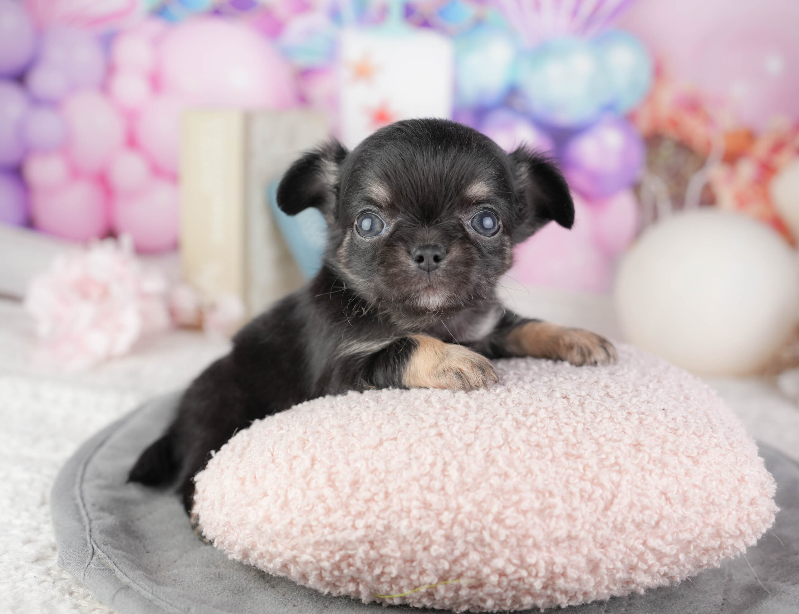 チワワ(ロング) | 男の子 | ブラックタン&ホワイト | 2026年1月10日