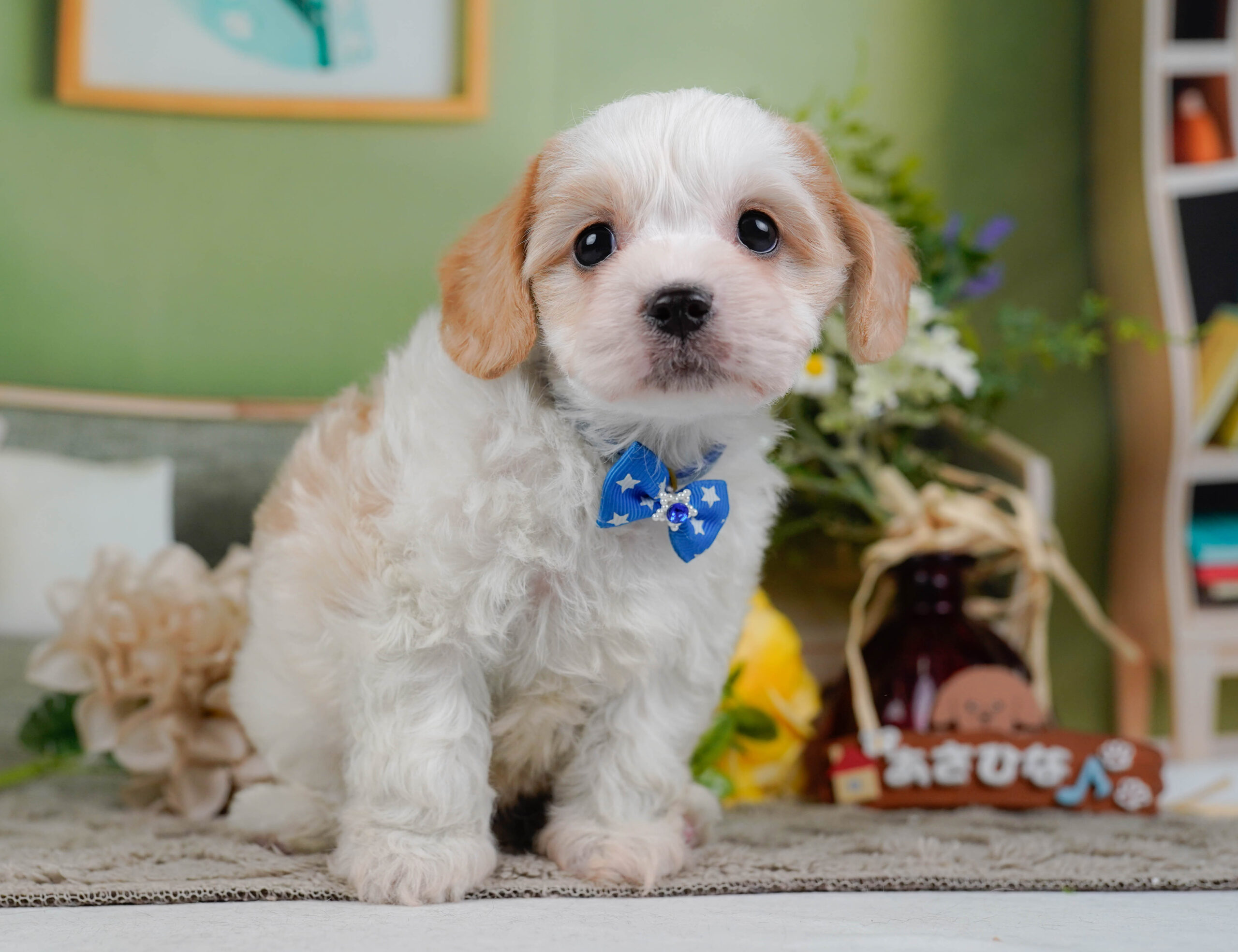 キャバビション | 男の子 | ホワイト&クリーム | 2026年1月11日