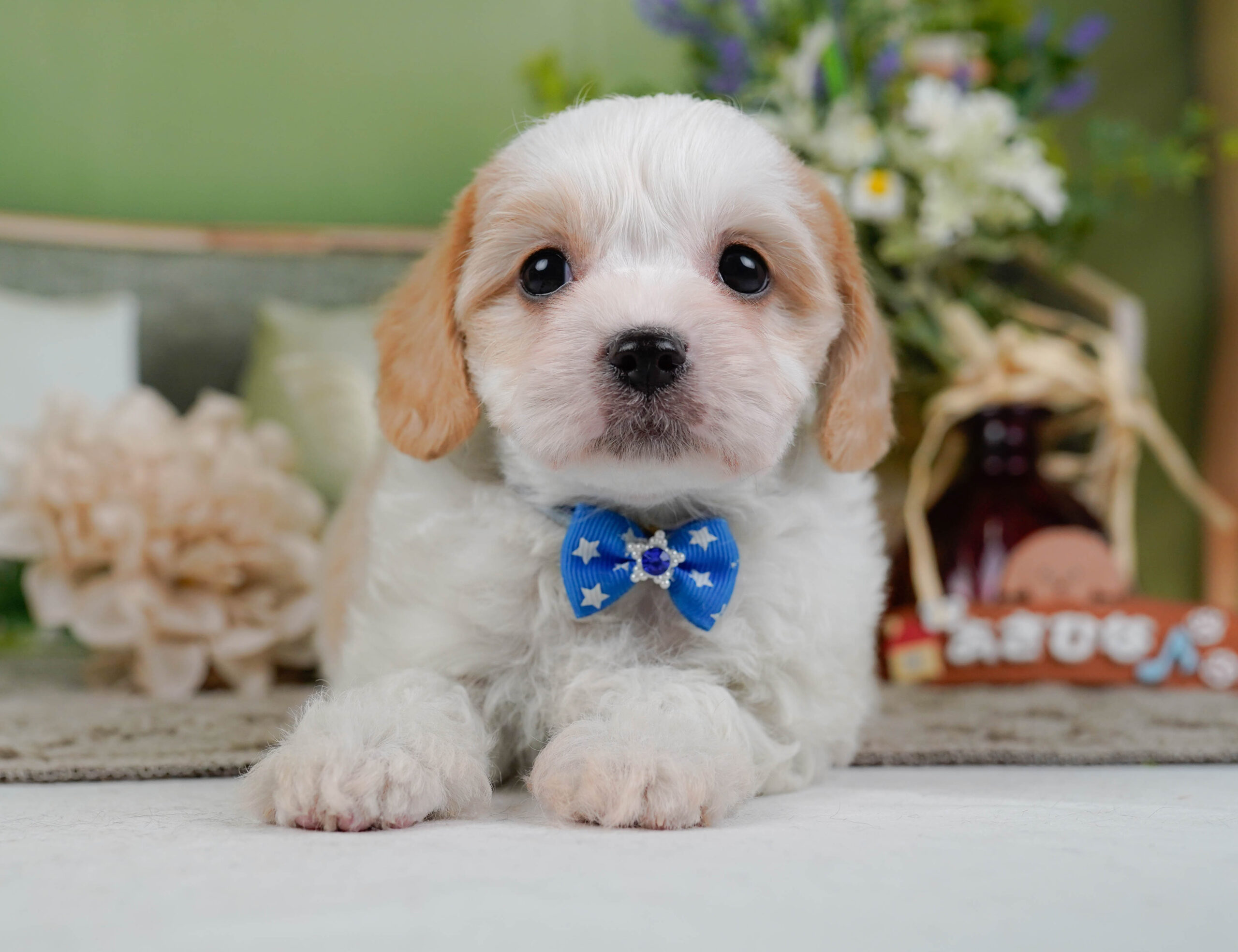 キャバビション | 男の子 | ホワイト&クリーム | 2026年1月11日