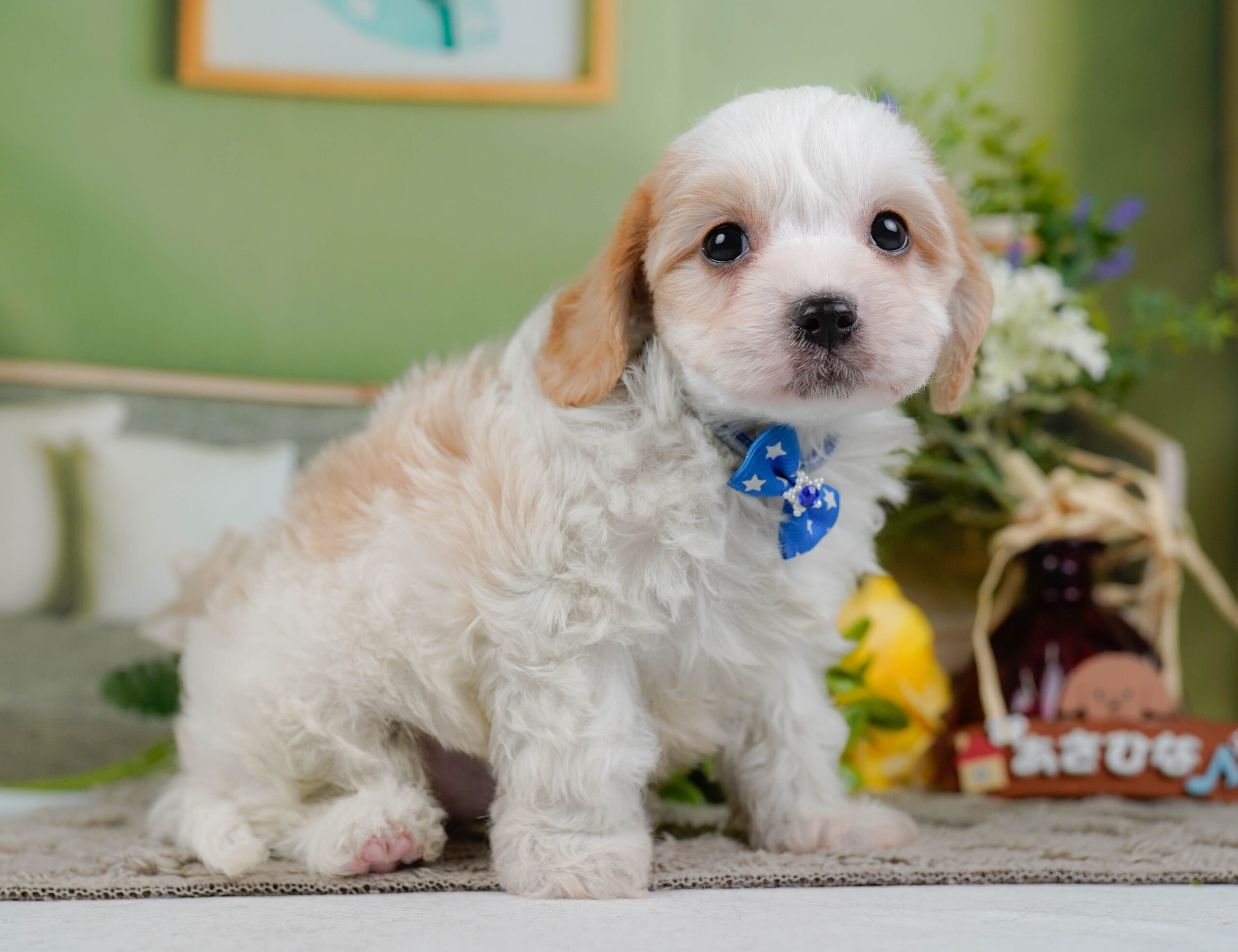 キャバビション | 男の子 | ホワイト&クリーム | 2026年1月11日