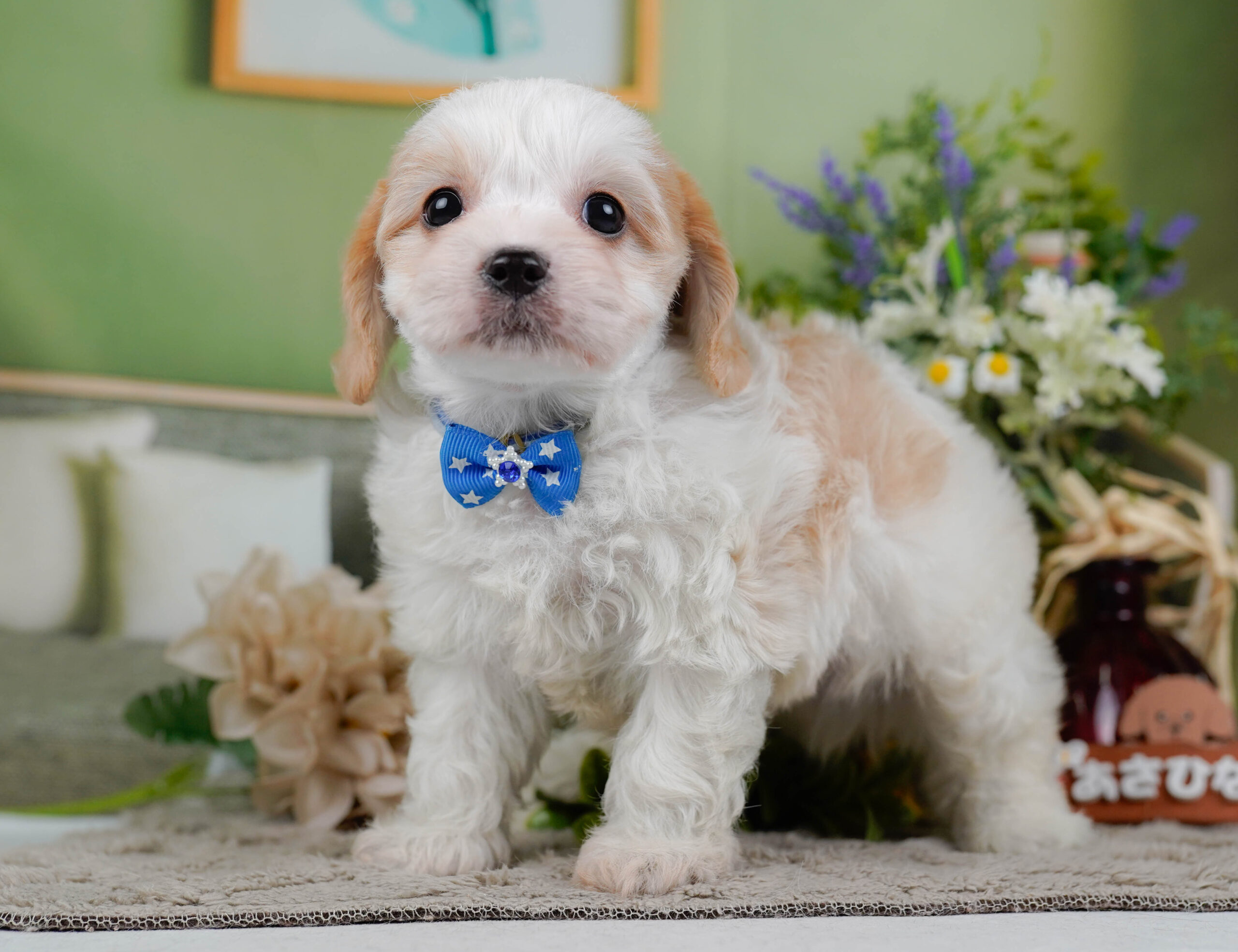 キャバビション | 男の子 | ホワイト&クリーム | 2026年1月11日