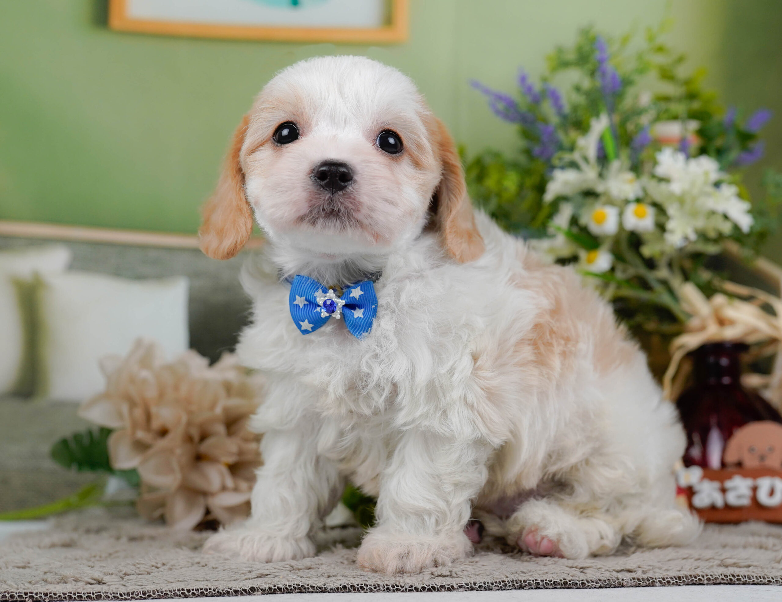 キャバビション | 男の子 | ホワイト&クリーム | 2026年1月11日