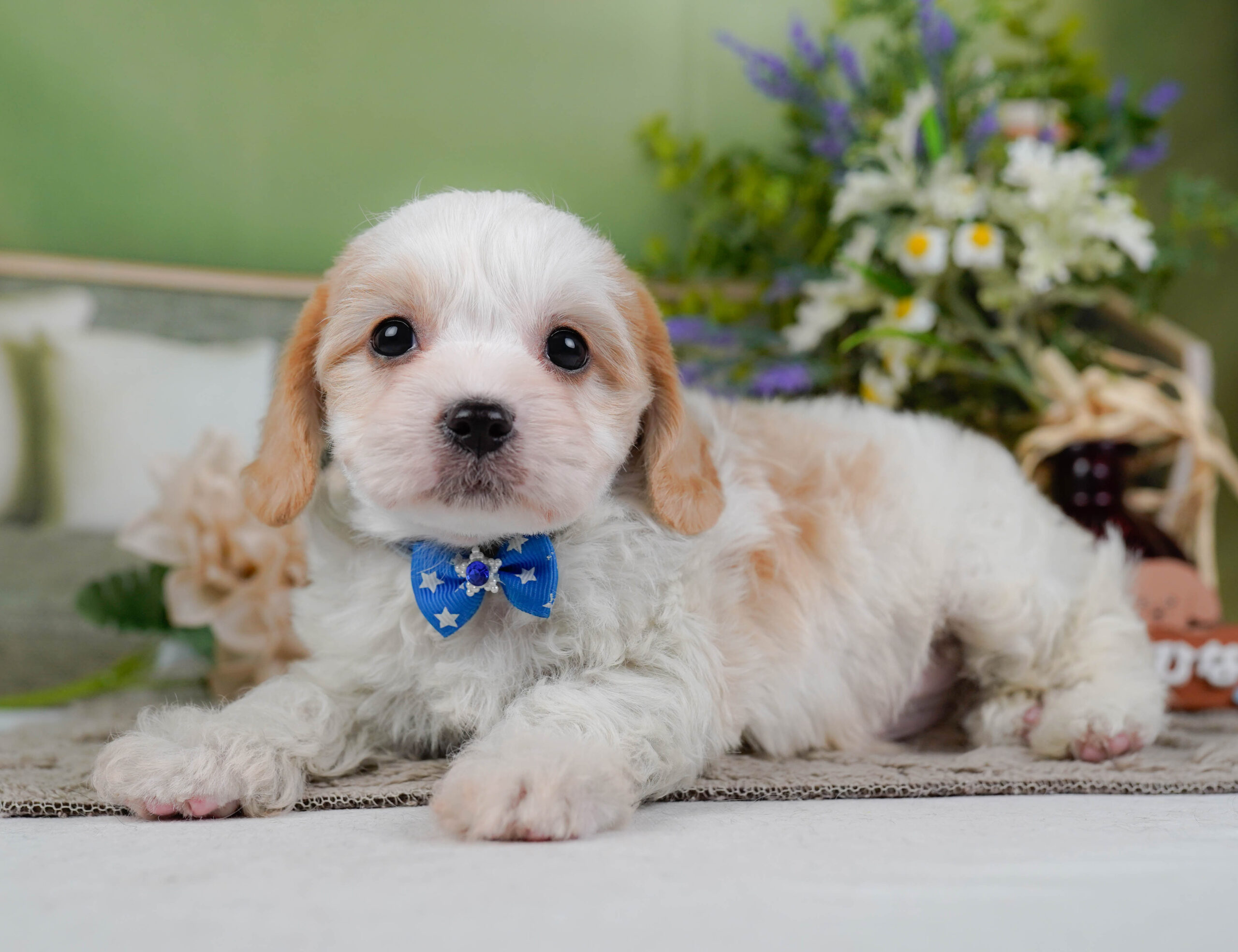 キャバビション | 男の子 | ホワイト&クリーム | 2026年1月11日