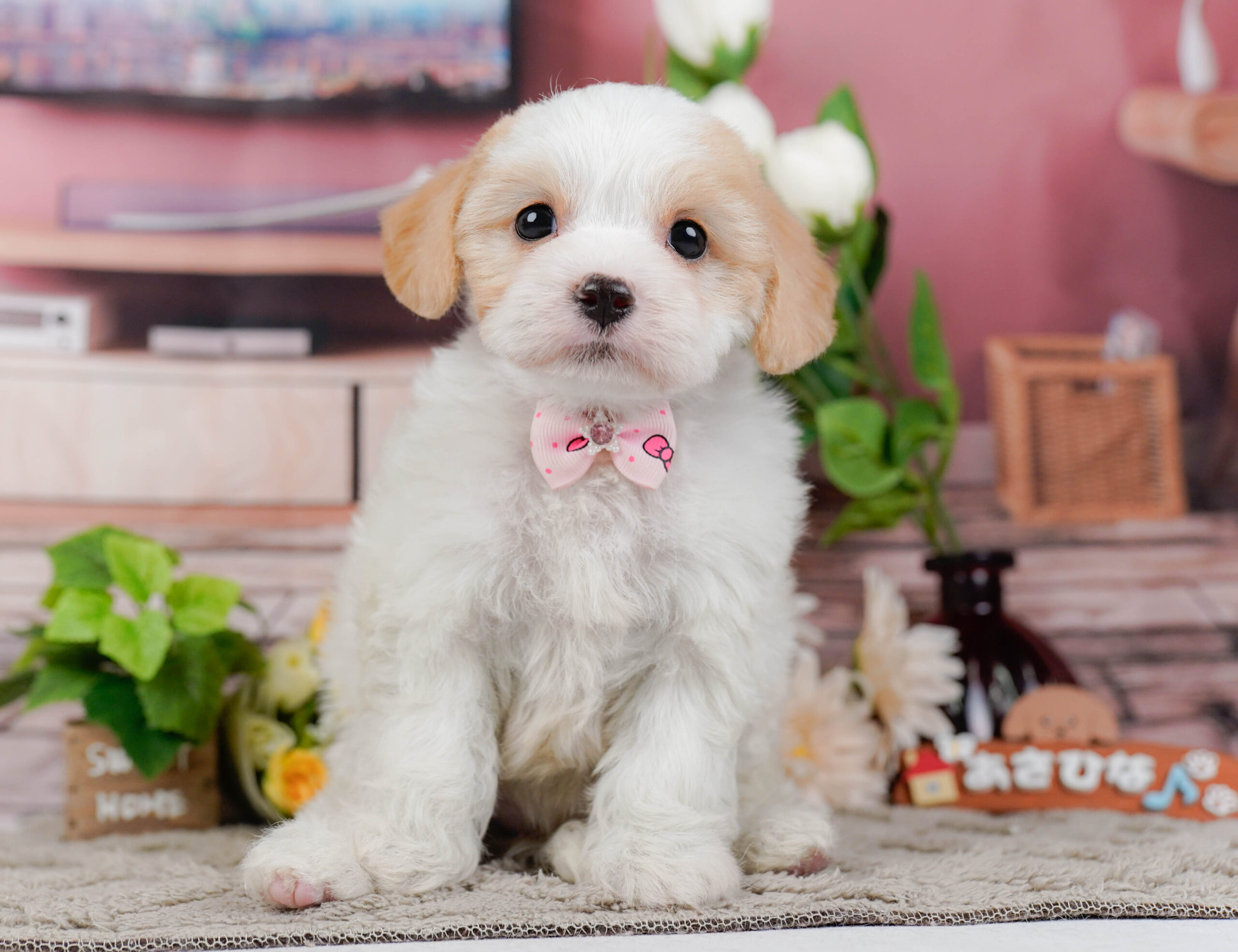 キャバビション | 女の子 | ホワイト&クリーム | 2026年1月11日