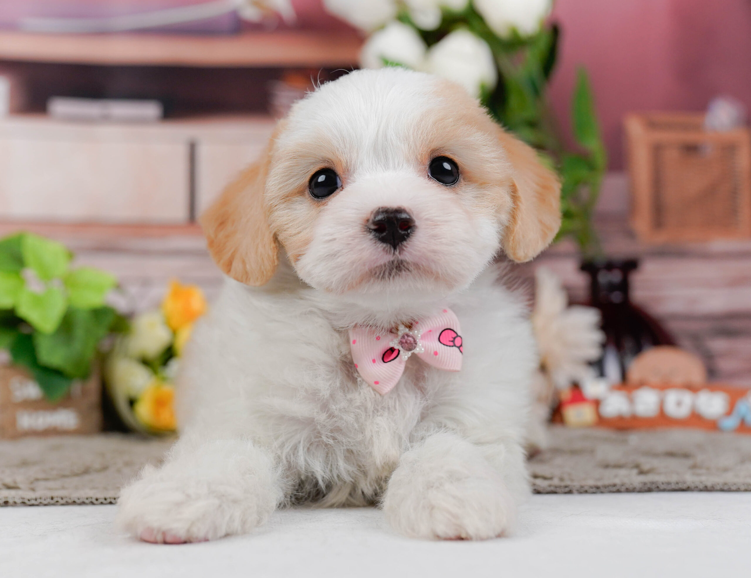 キャバビション | 女の子 | ホワイト＆クリーム | 2026年1月11日