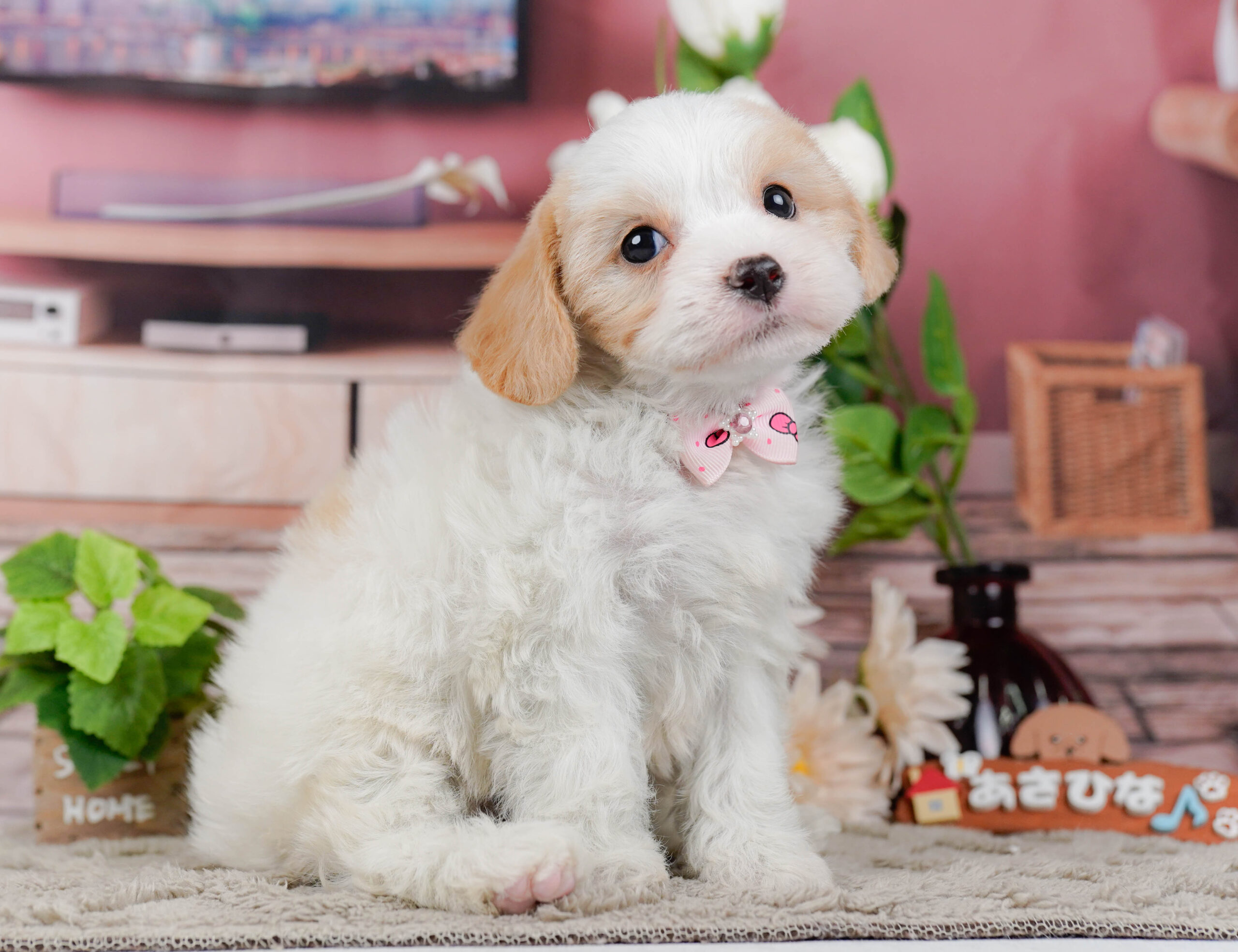 キャバビション | 女の子 | ホワイト＆クリーム | 2026年1月11日