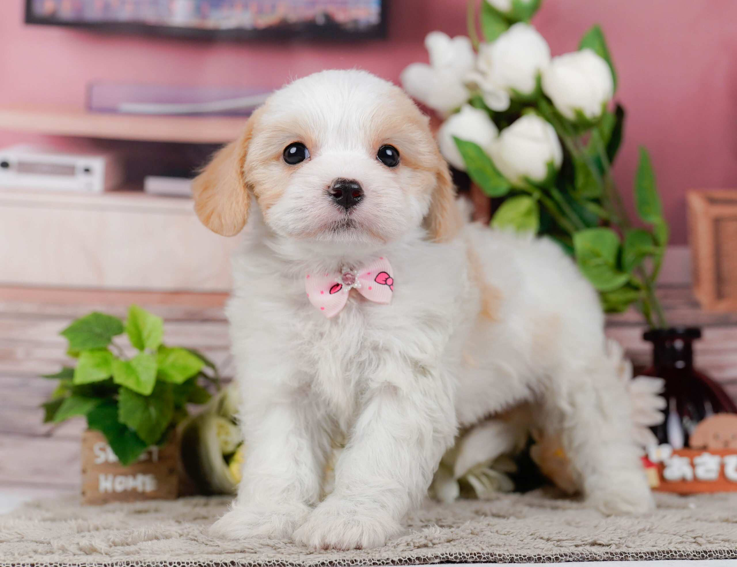 キャバビション | 女の子 | ホワイト＆クリーム | 2026年1月11日