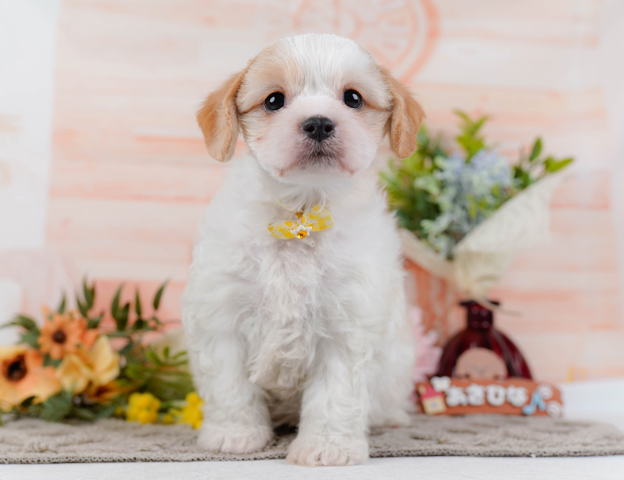 キャバビション | 女の子 | ホワイト＆クリーム | 2026年1月11日