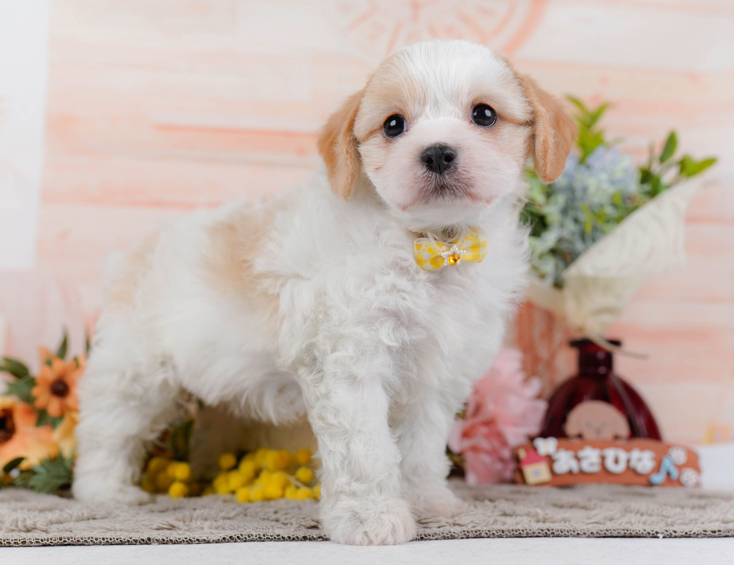 キャバビション | 女の子 | ホワイト＆クリーム | 2026年1月11日