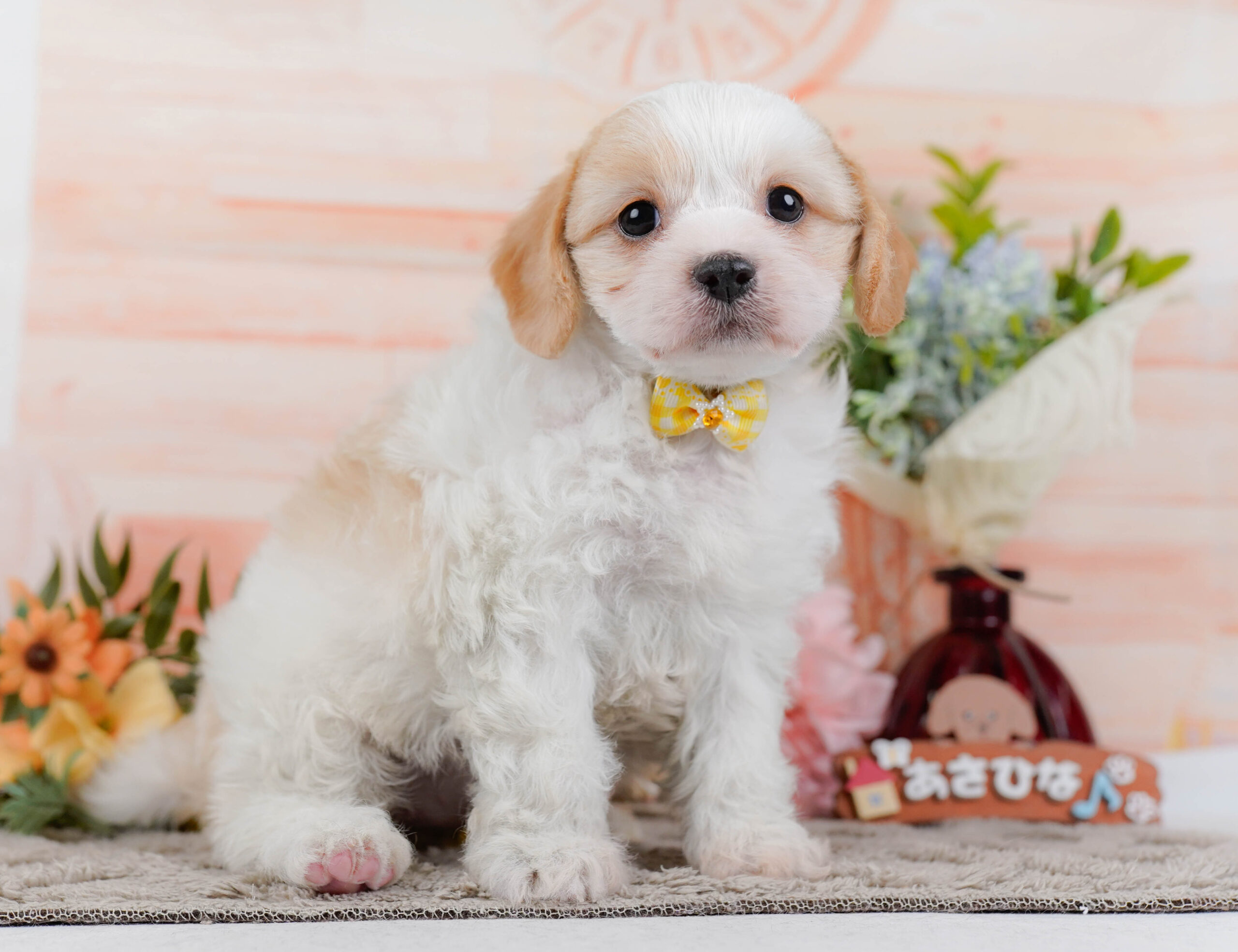 キャバビション | 女の子 | ホワイト＆クリーム | 2026年1月11日