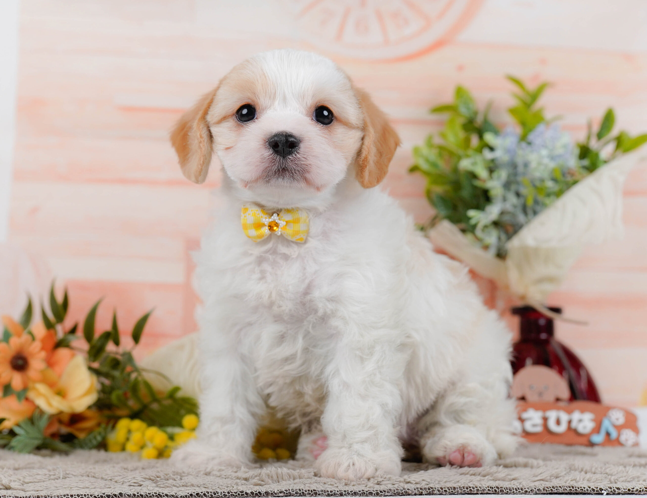 キャバビション | 女の子 | ホワイト＆クリーム | 2026年1月11日