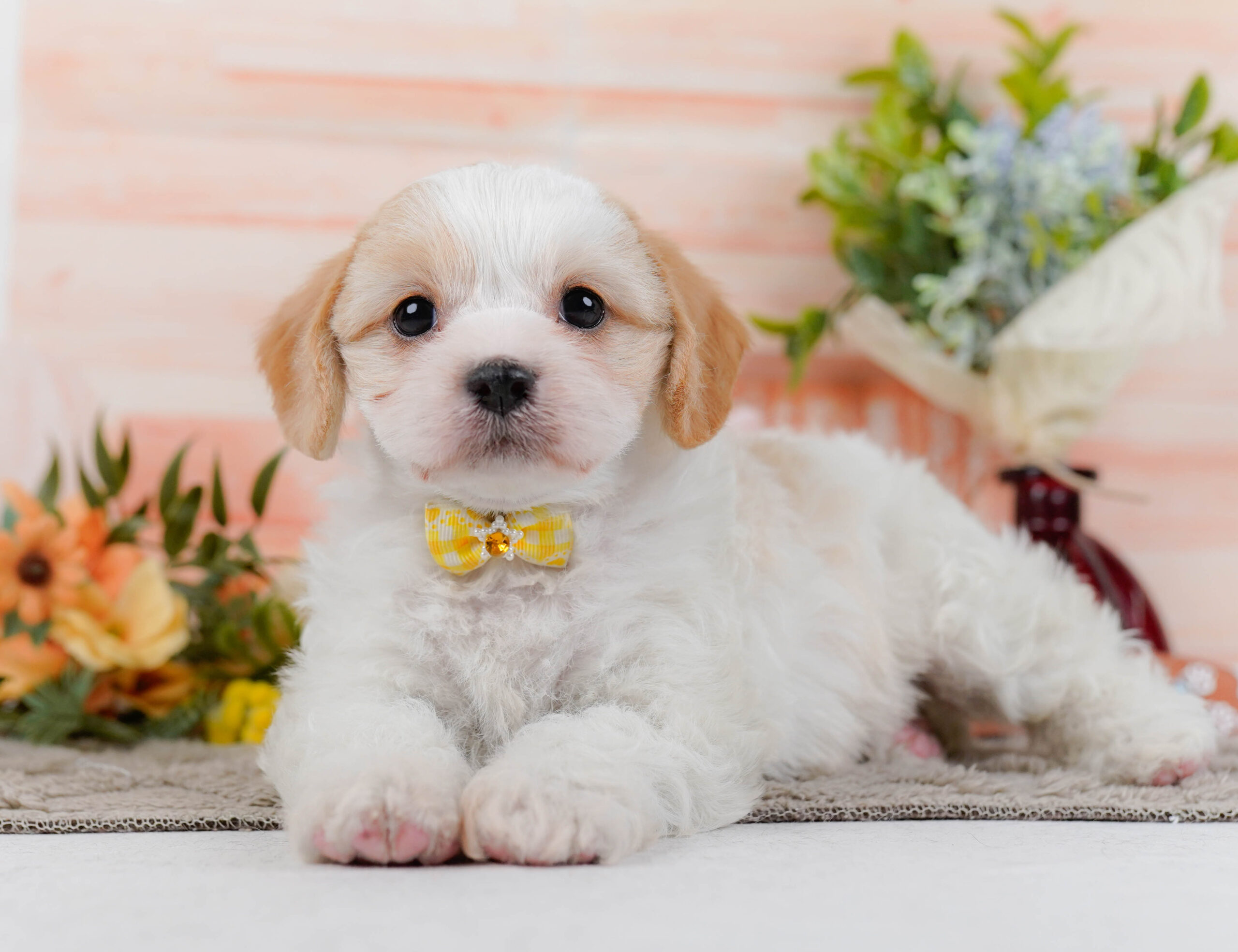 キャバビション | 女の子 | ホワイト＆クリーム | 2026年1月11日