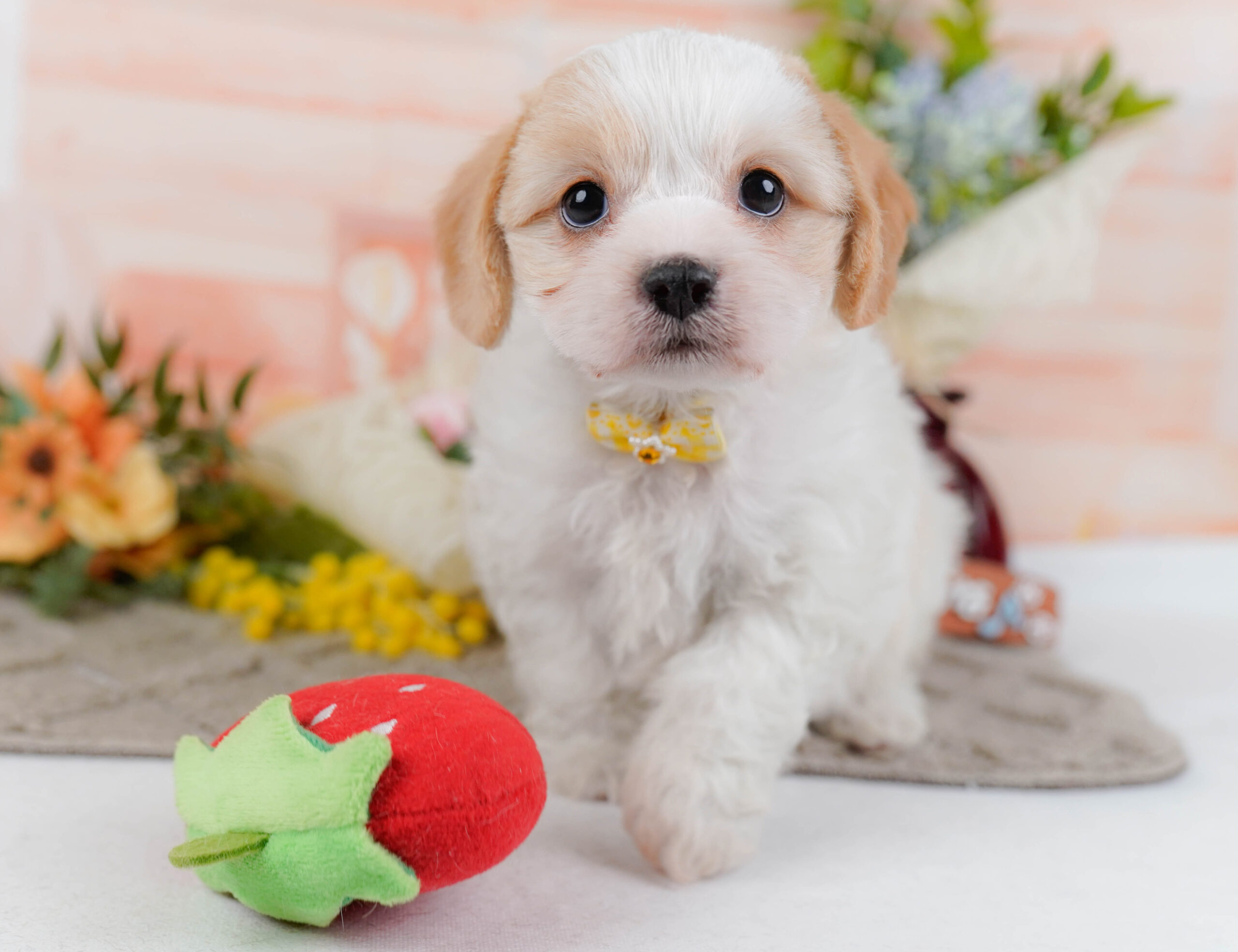 キャバビション | 女の子 | ホワイト＆クリーム | 2026年1月11日