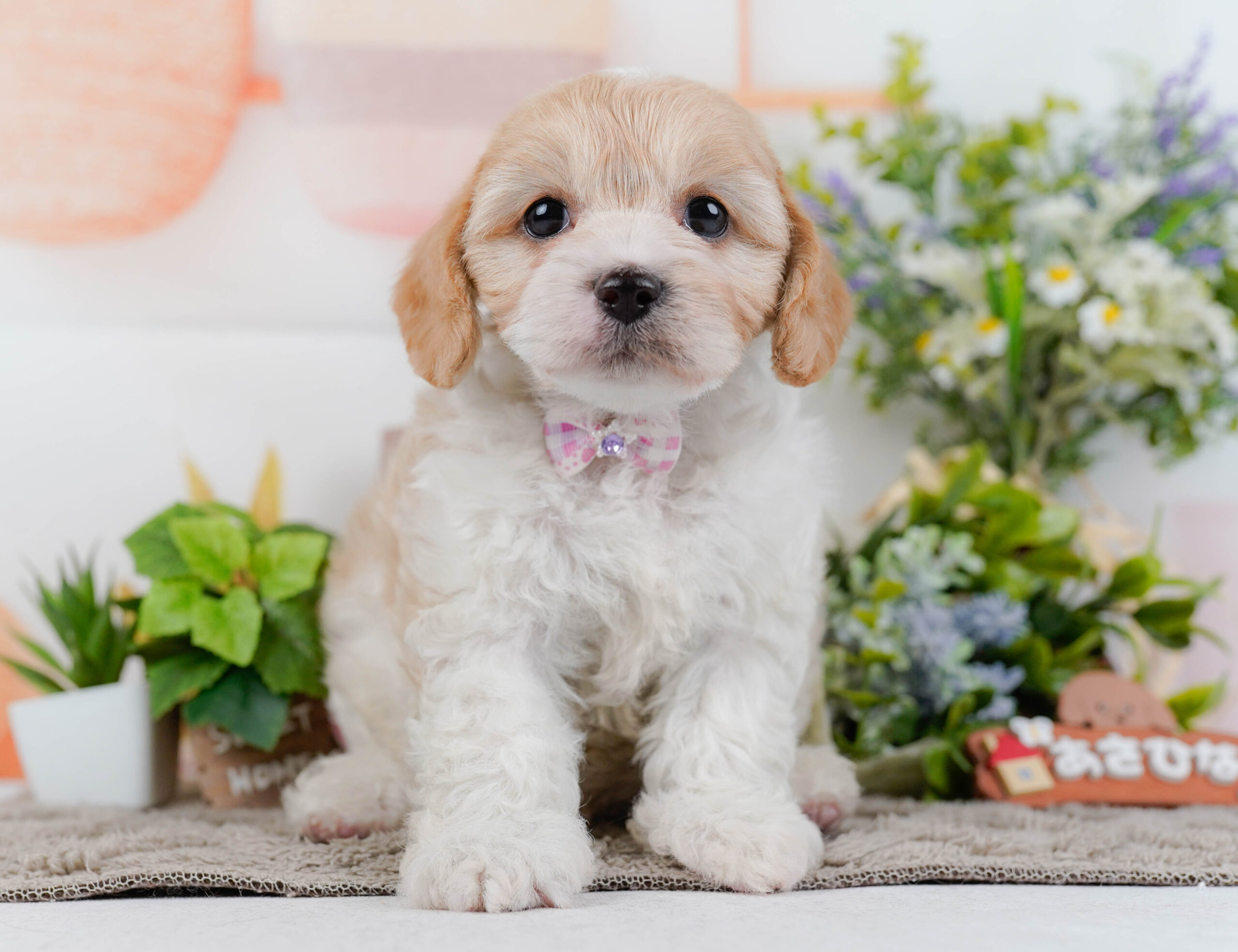 キャバビション | 女の子 | ホワイト&クリーム | 2026年1月11日