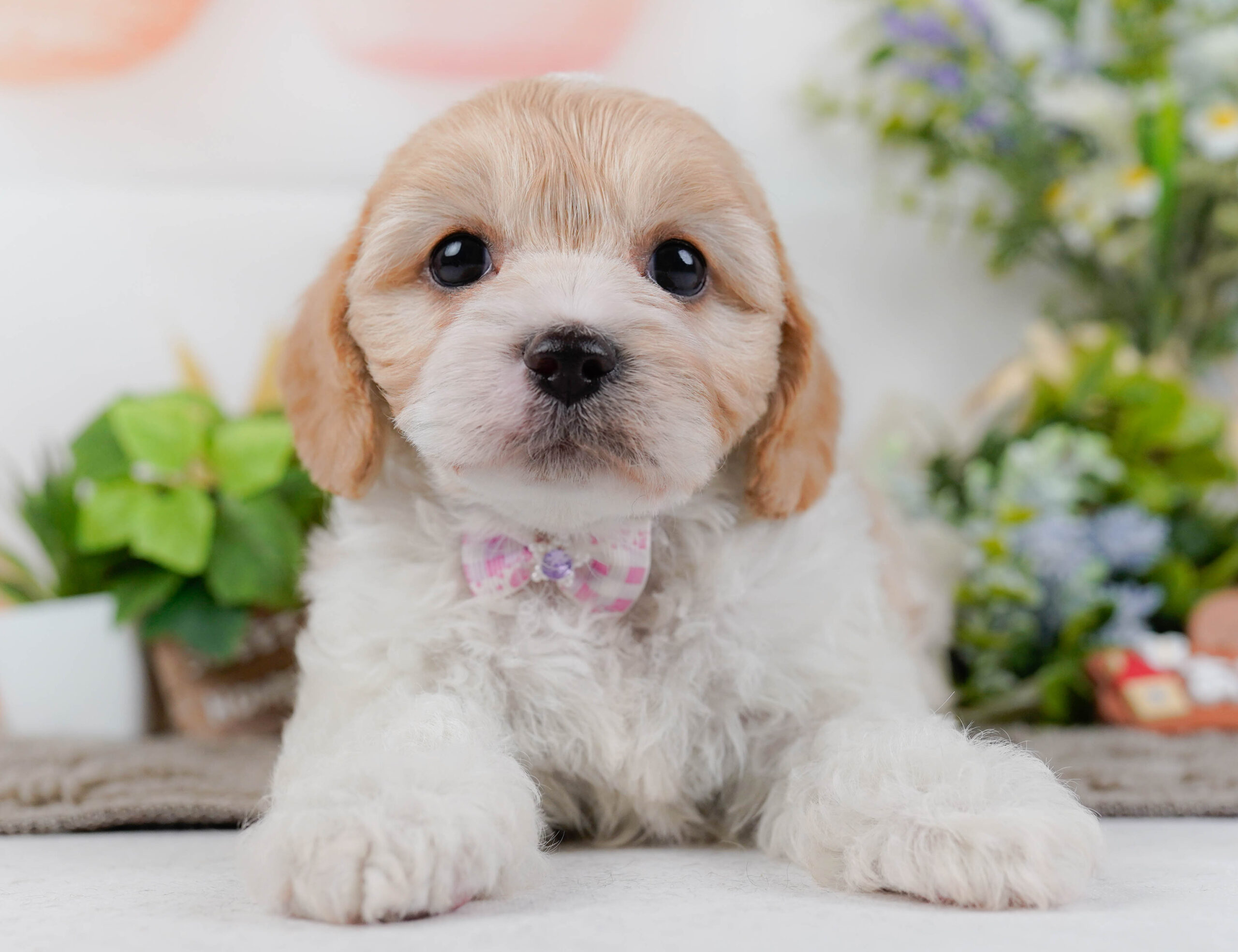 キャバビション | 女の子 | ホワイト&クリーム | 2026年1月11日