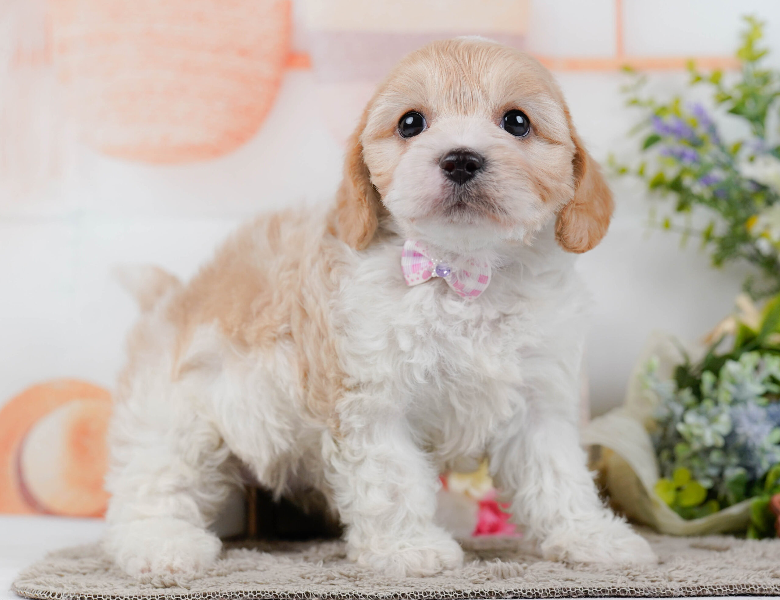 キャバビション | 女の子 | ホワイト&クリーム | 2026年1月11日