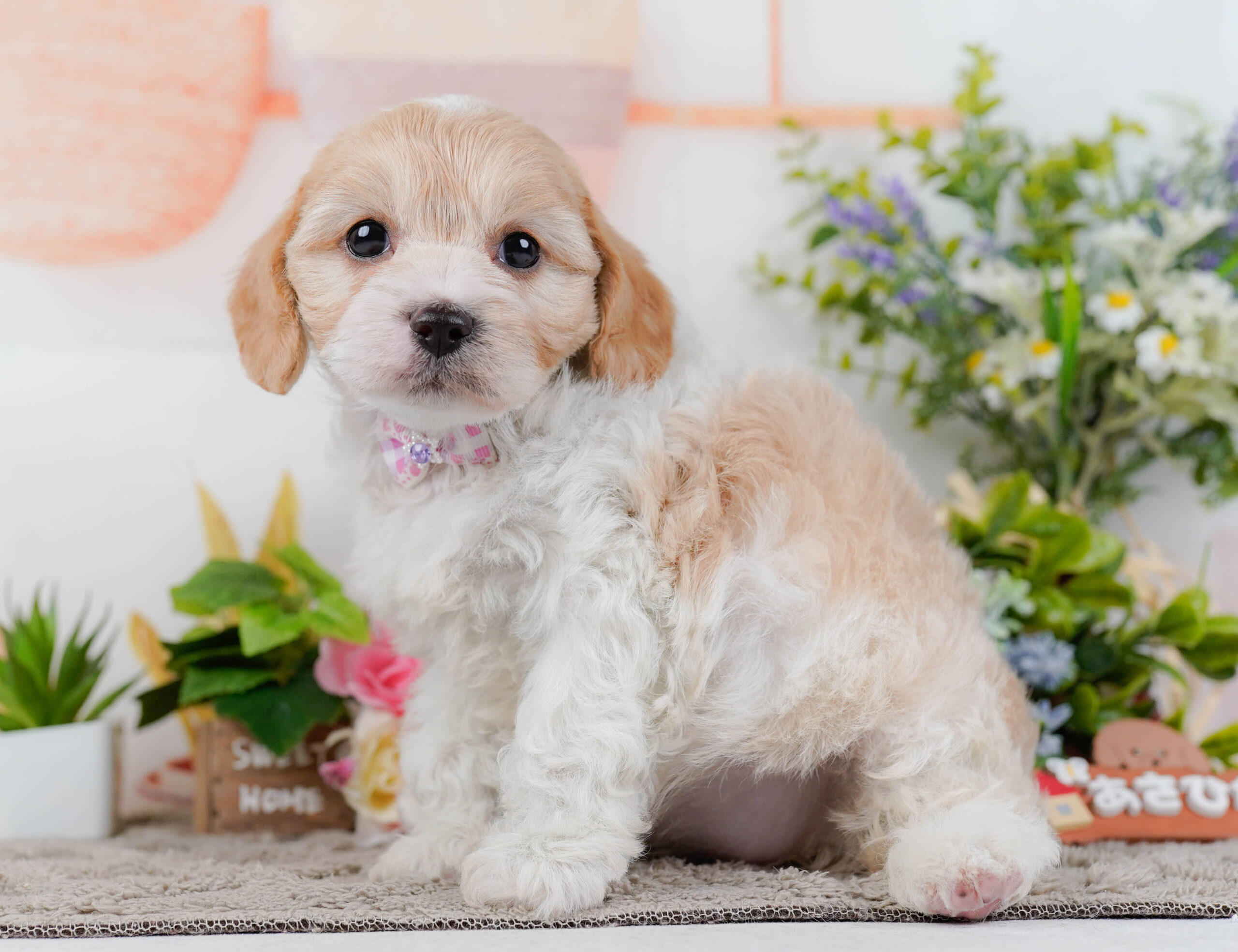 キャバビション | 女の子 | ホワイト&クリーム | 2026年1月11日