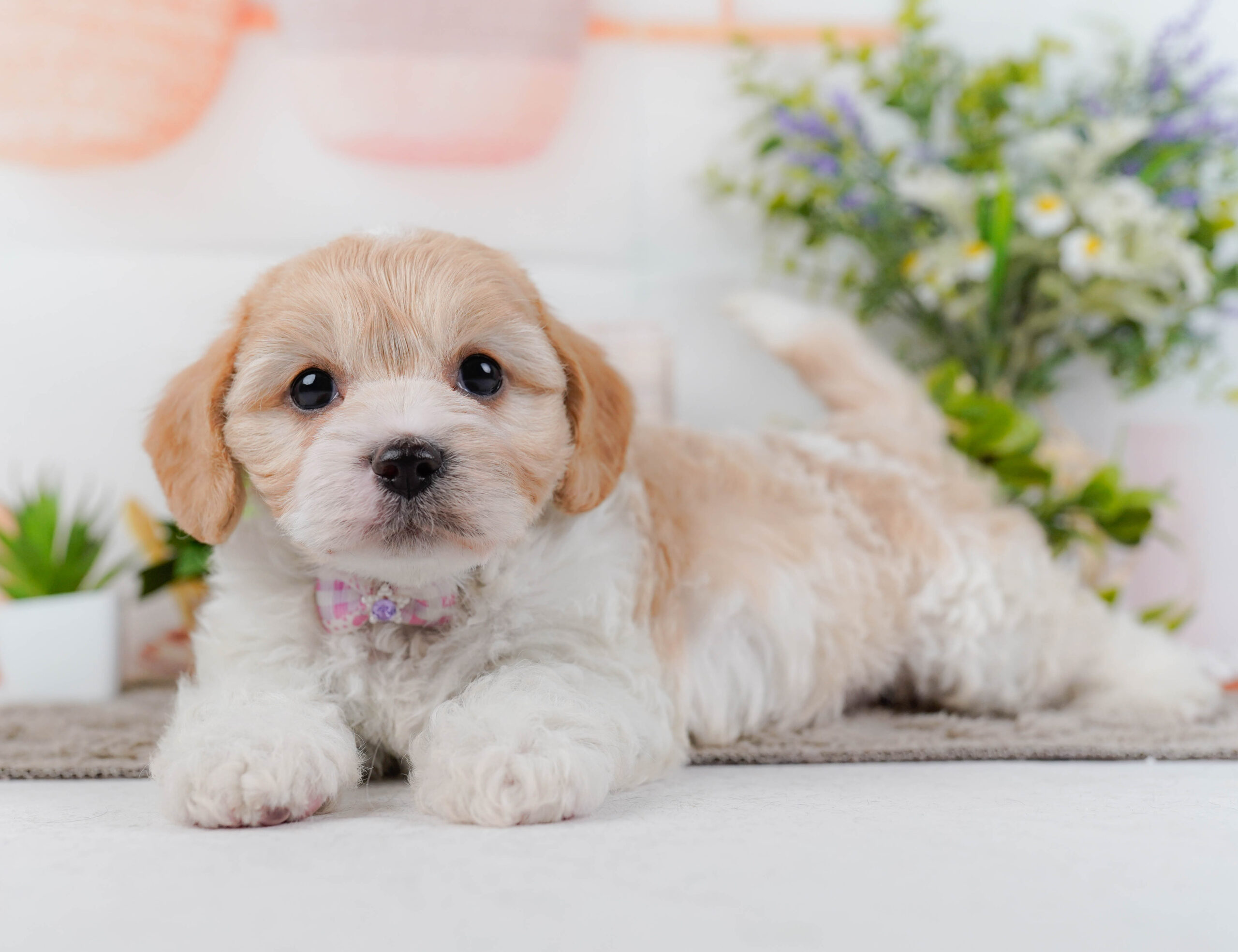 キャバビション | 女の子 | ホワイト&クリーム | 2026年1月11日