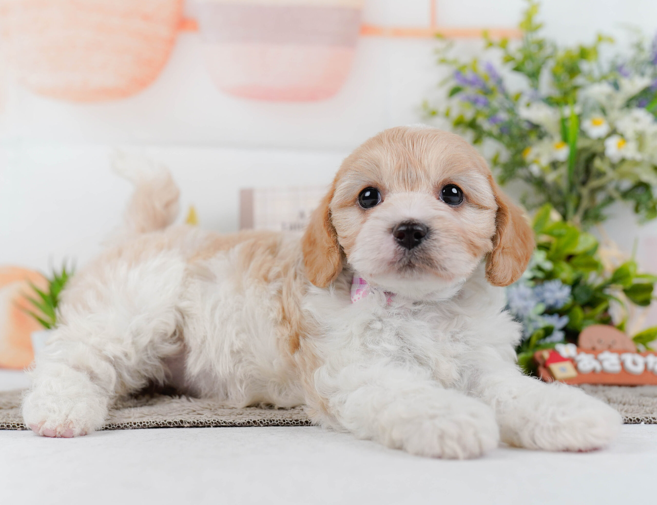 キャバビション | 女の子 | ホワイト&クリーム | 2026年1月11日