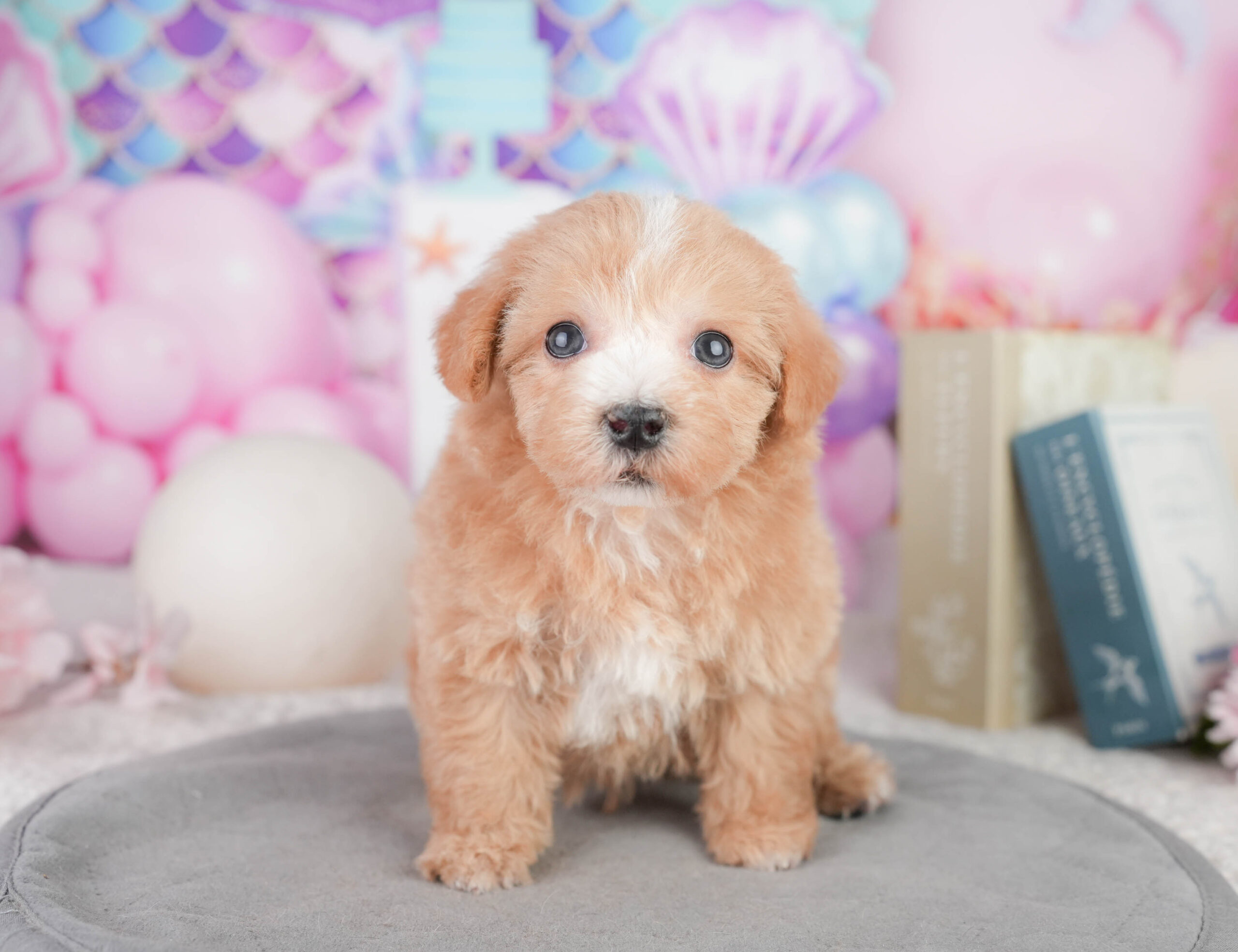 マルプー | 男の子 | レッド | 2026年1月11日